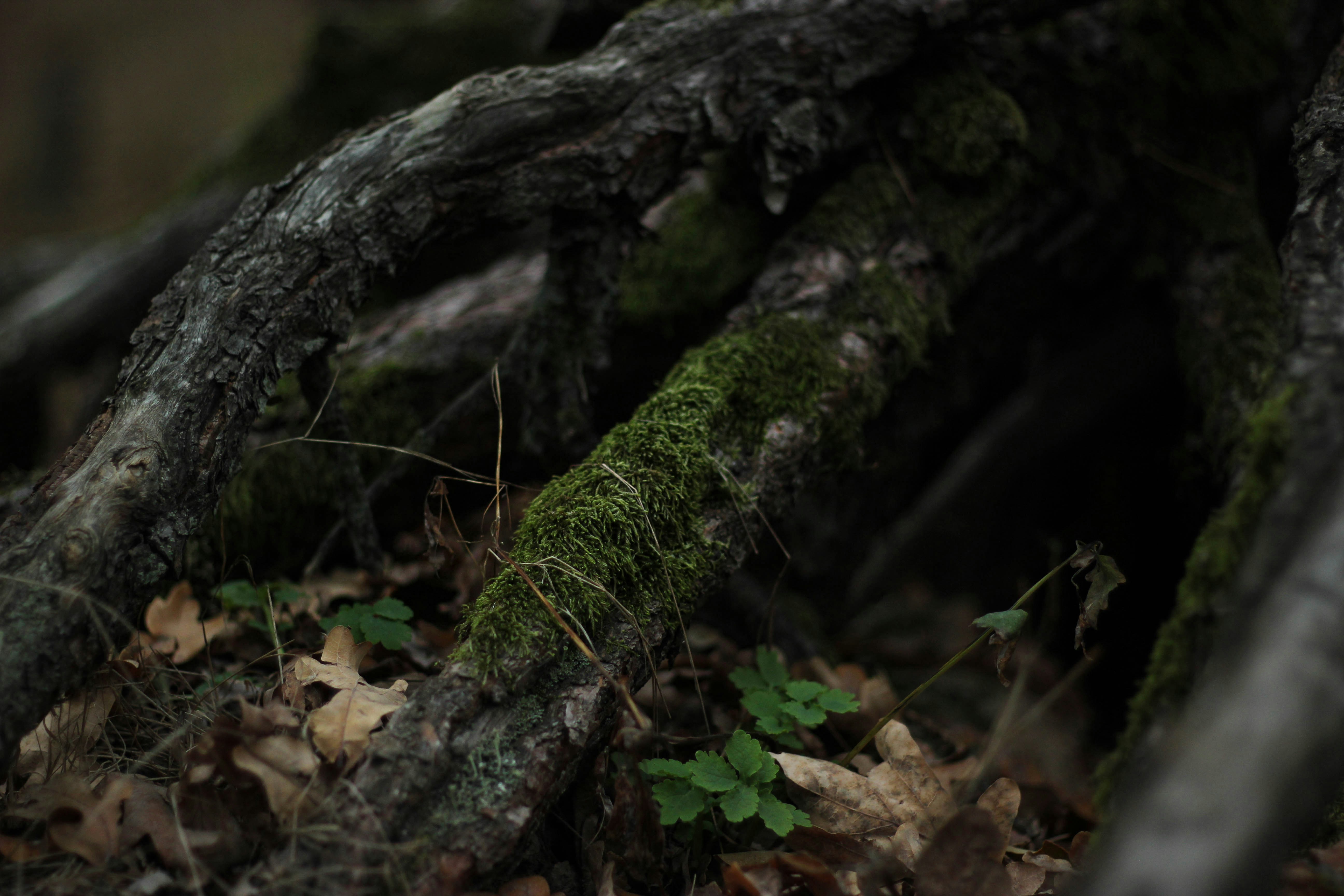 A close up of the roots of a tree photo – Free Moss Image on Unsplash