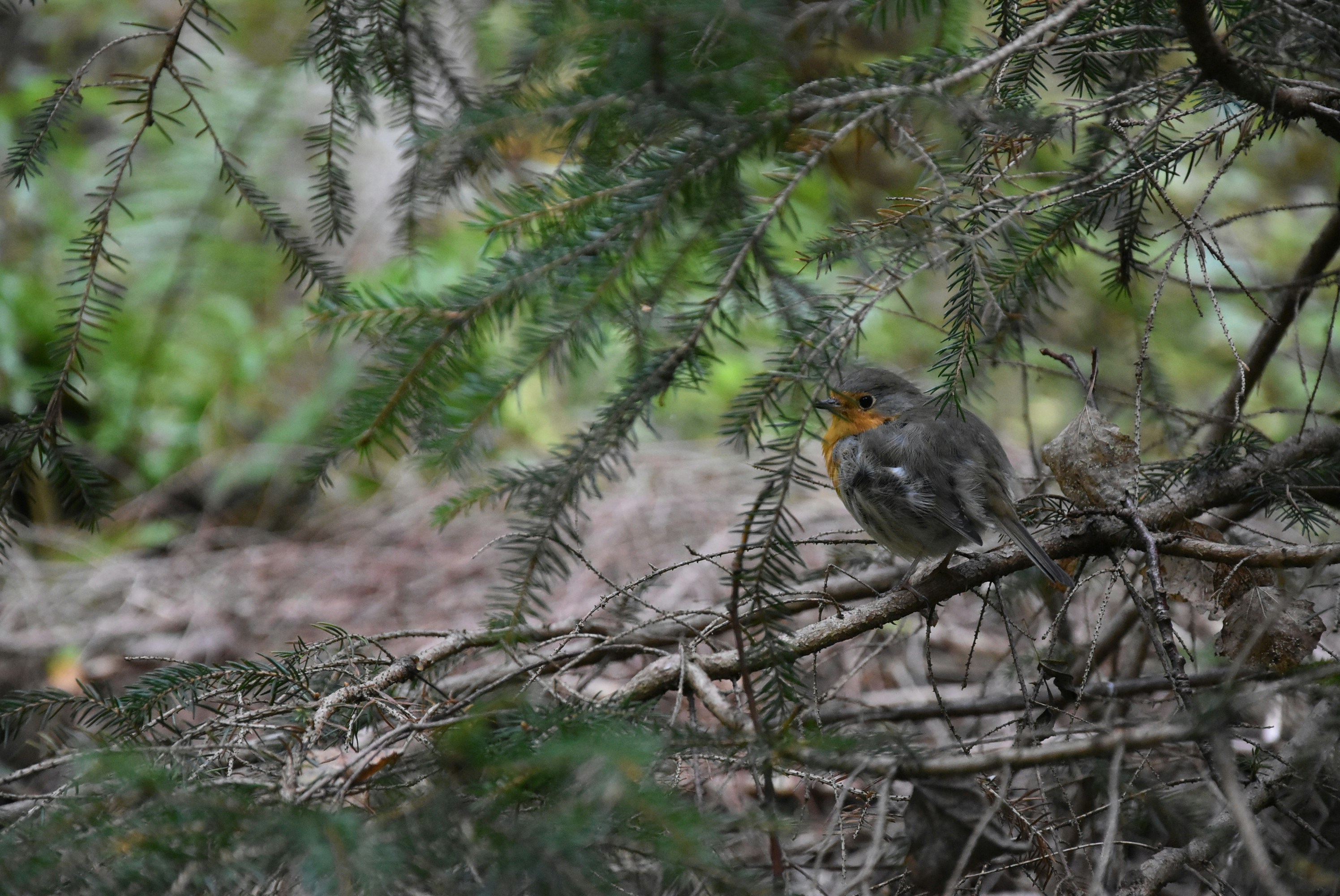 Ein Vogel sitzt auf einem Ast in einem Wald