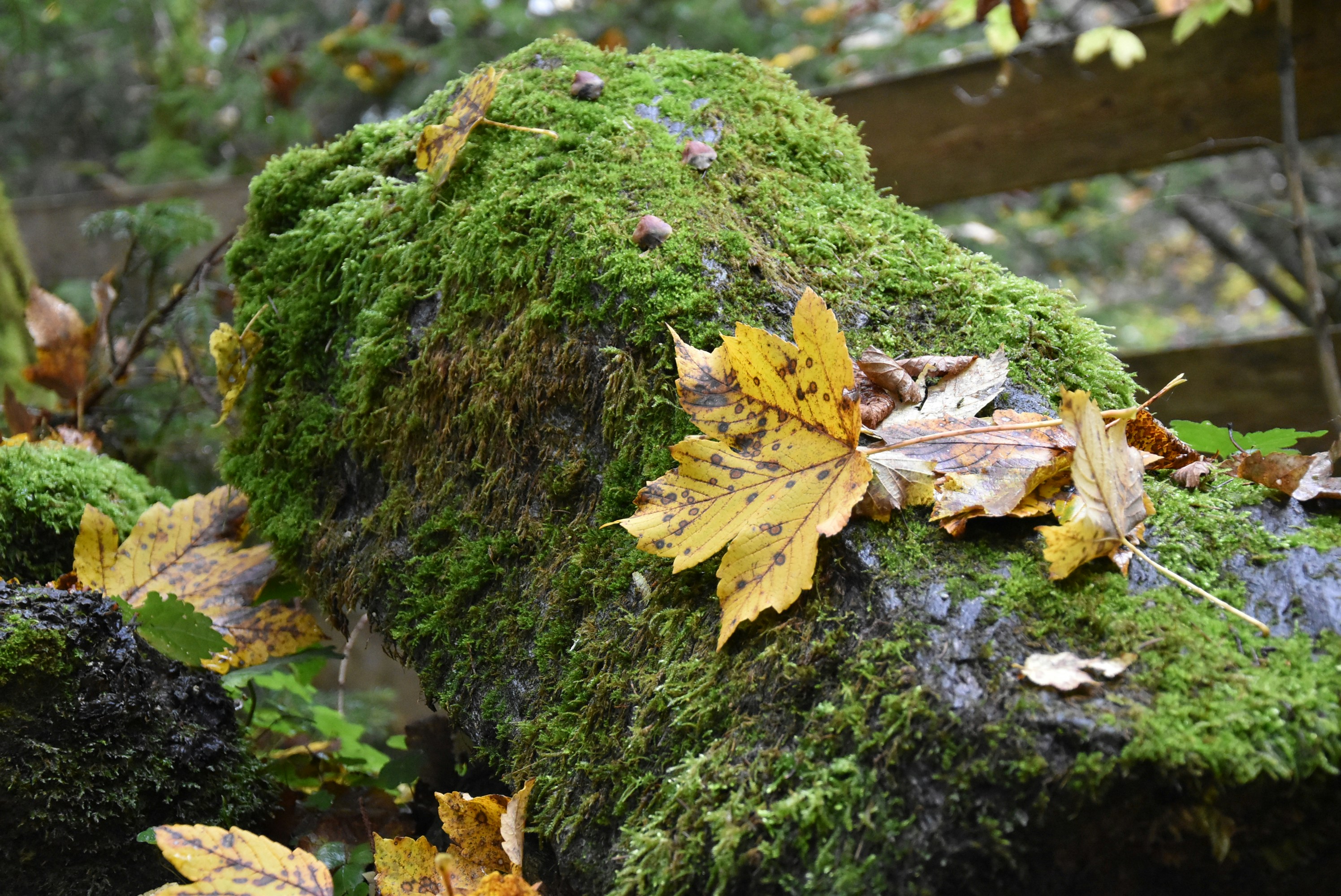 Photo by welcometojo_