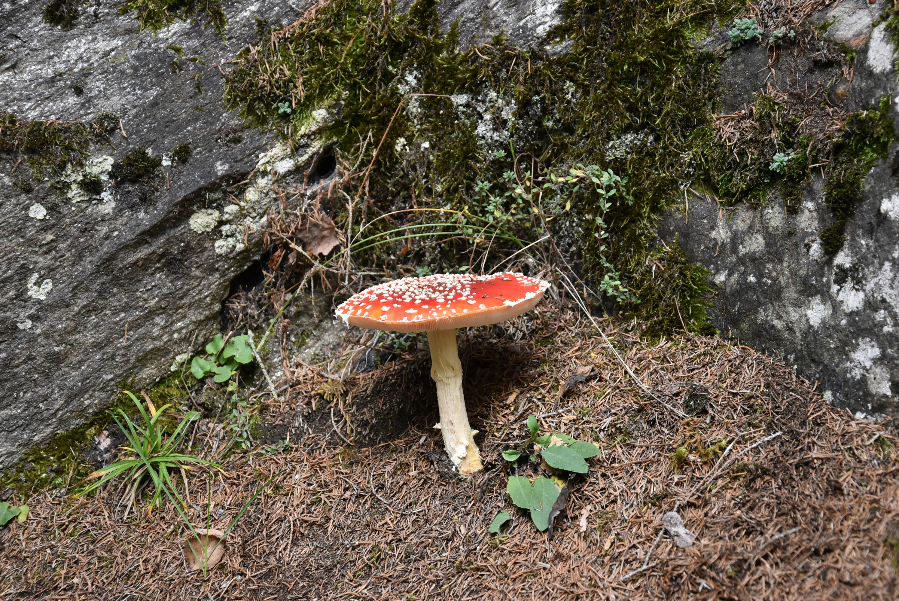Ein kleiner roter Pilz, der auf einem Felde sitzt