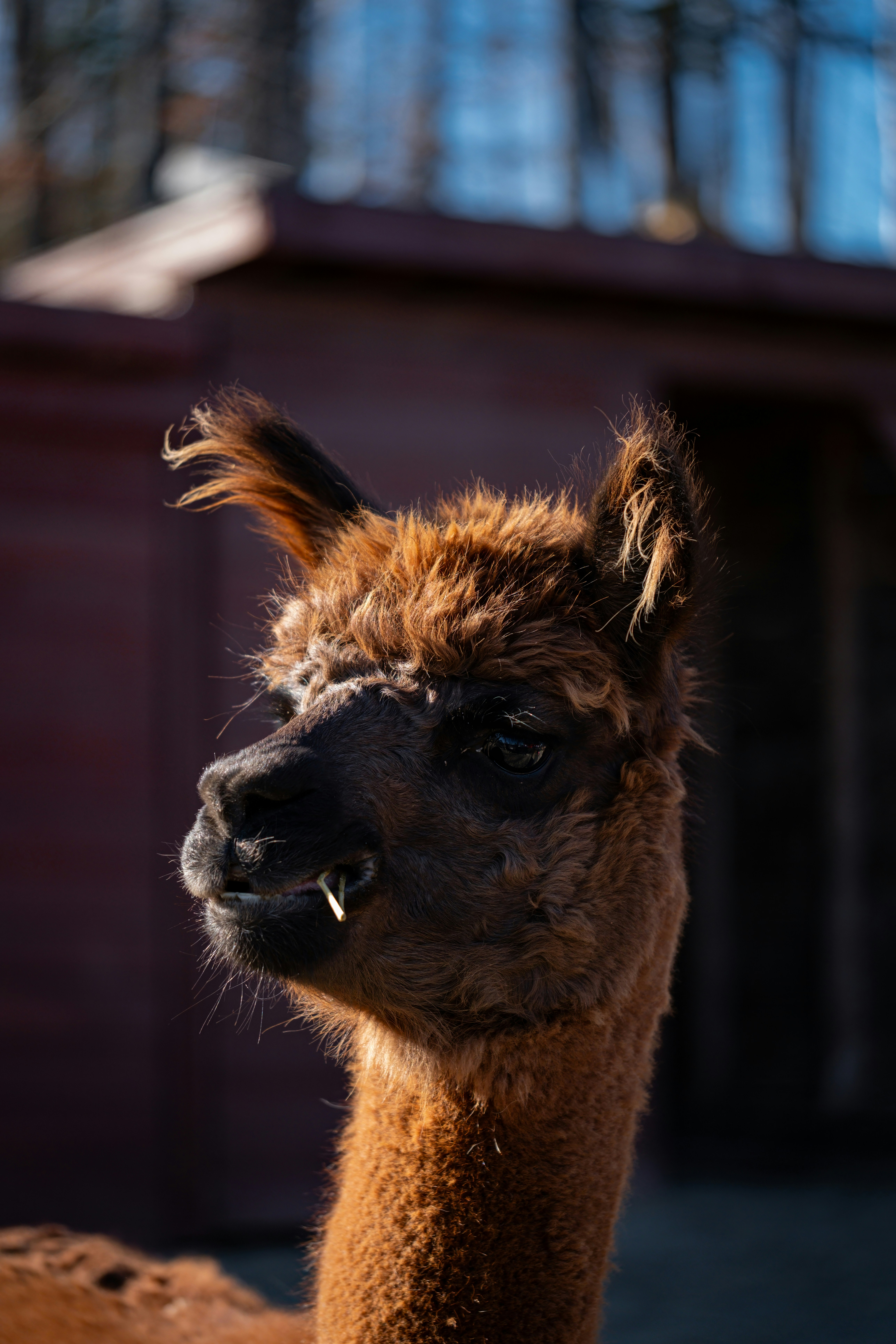 A close up of a llama with a building in the background