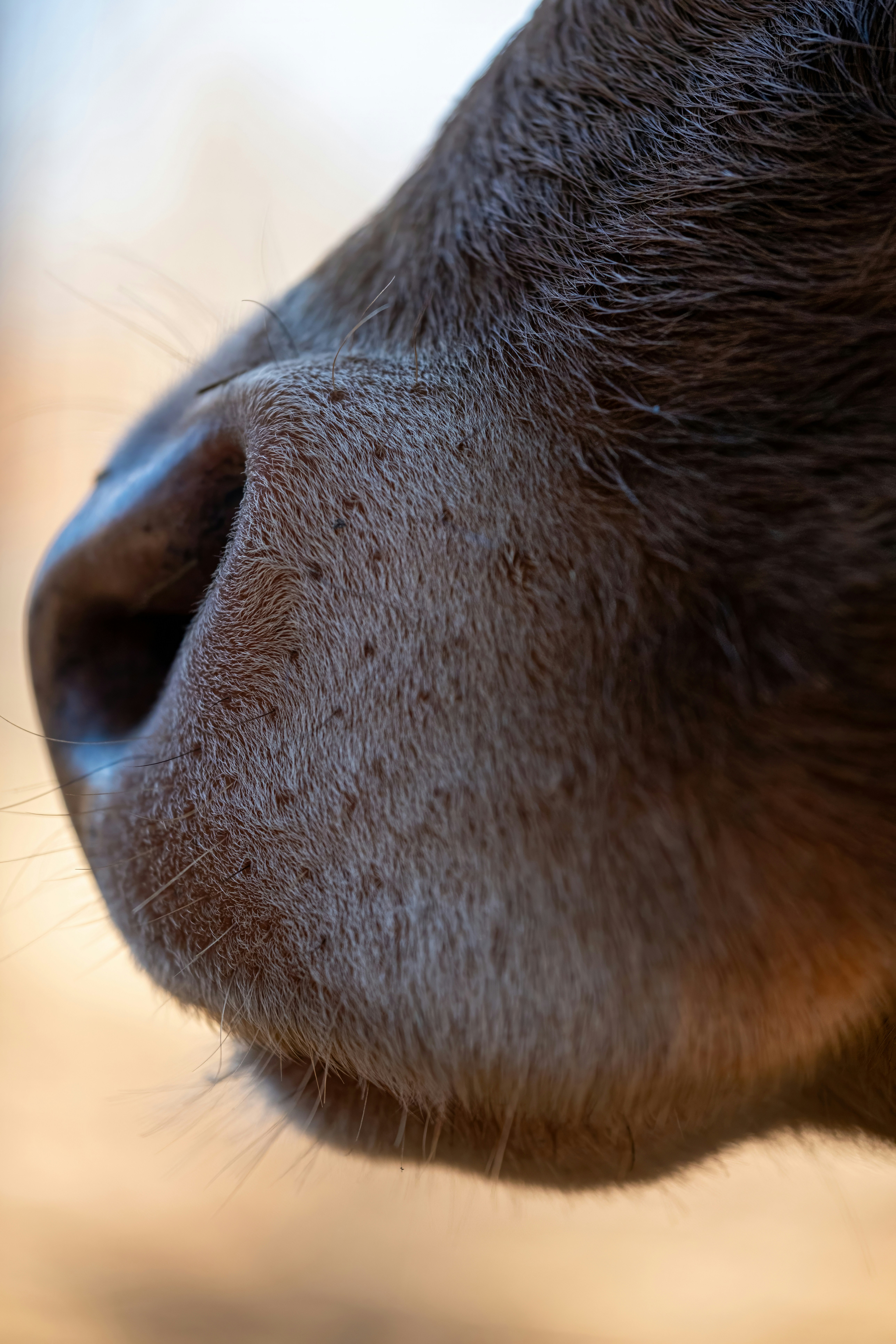 A close up of a dog's nose with a blurry background