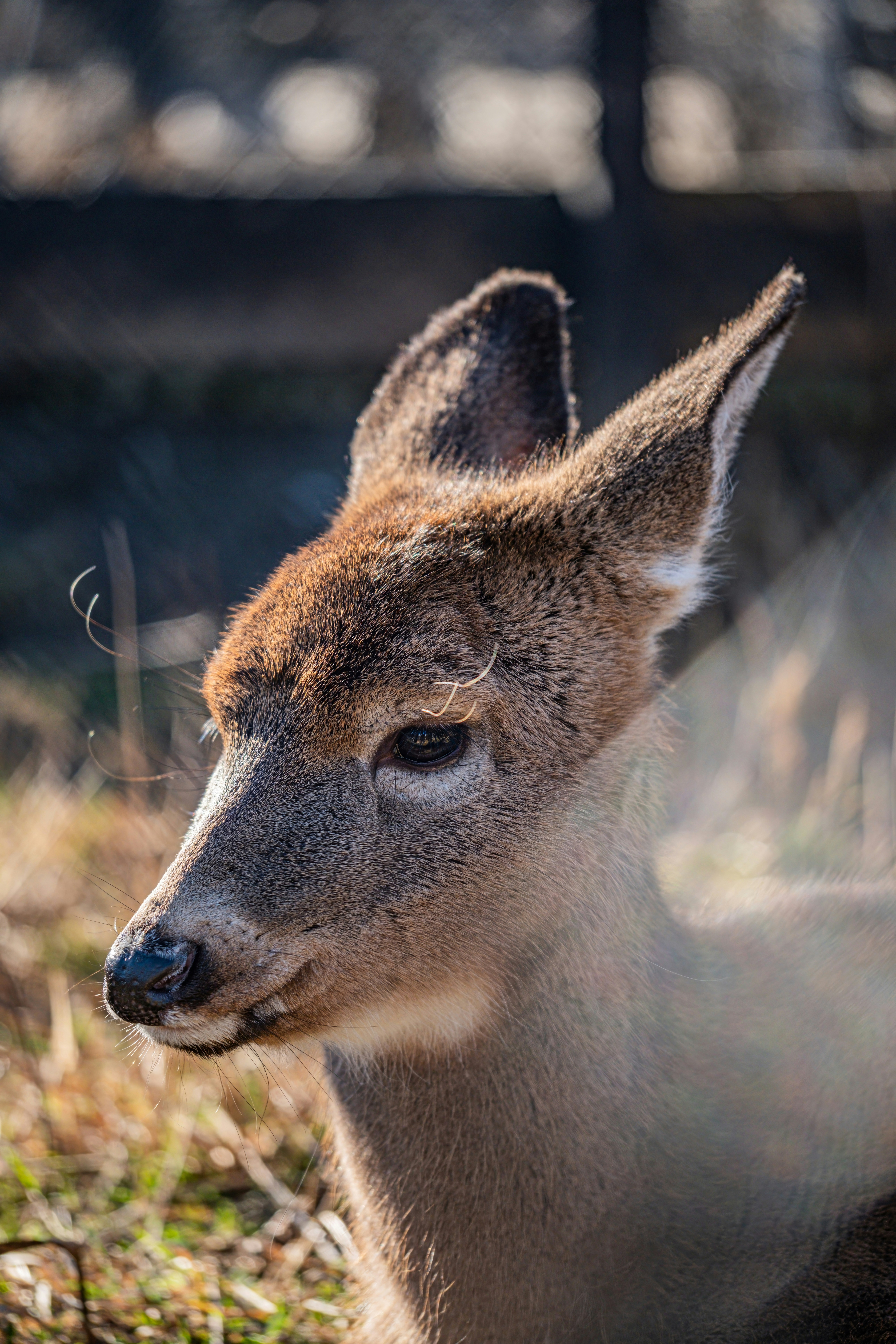 Photo by alexandredaoust