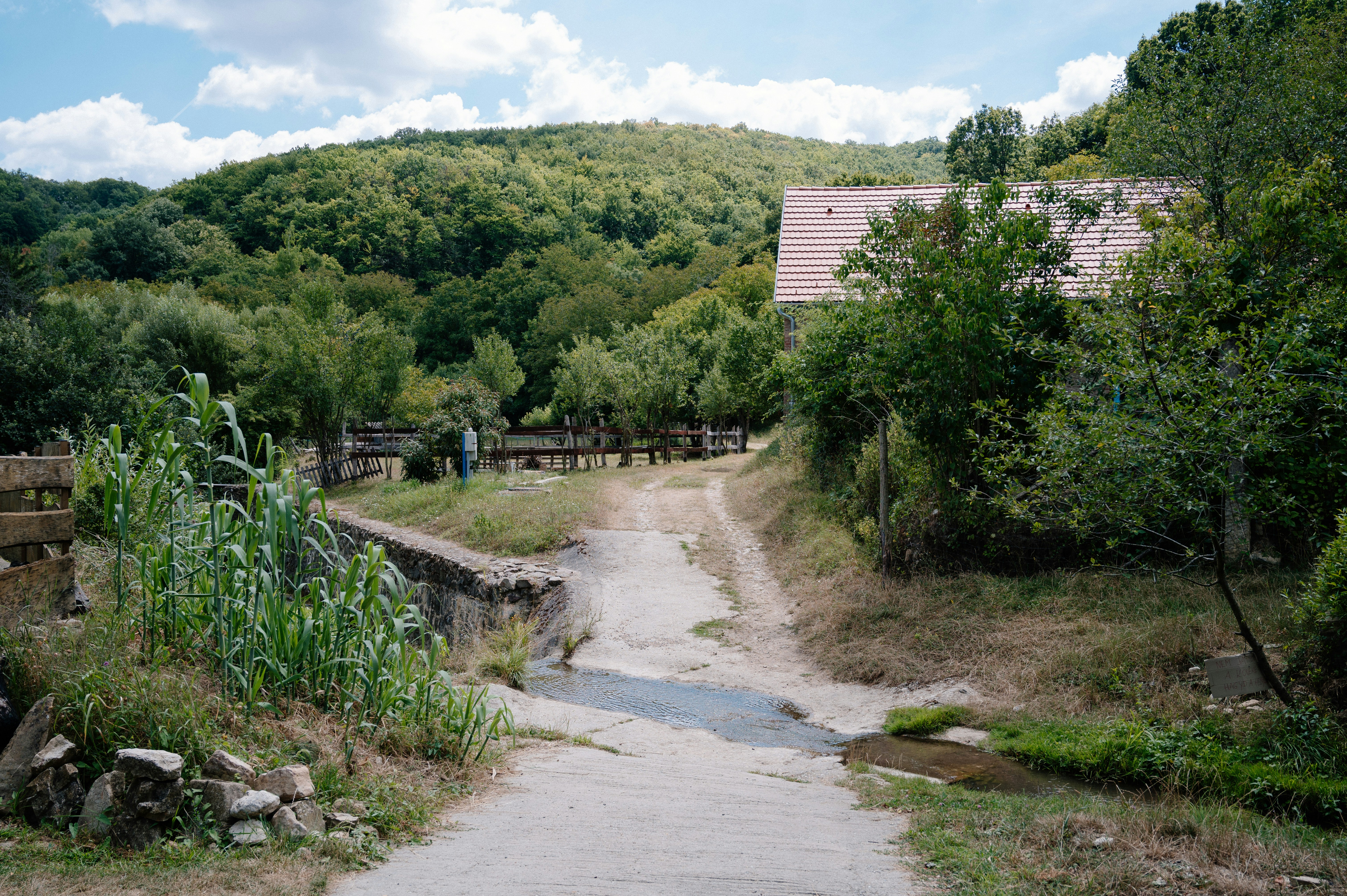 A dirt road in the middle of a wooded area