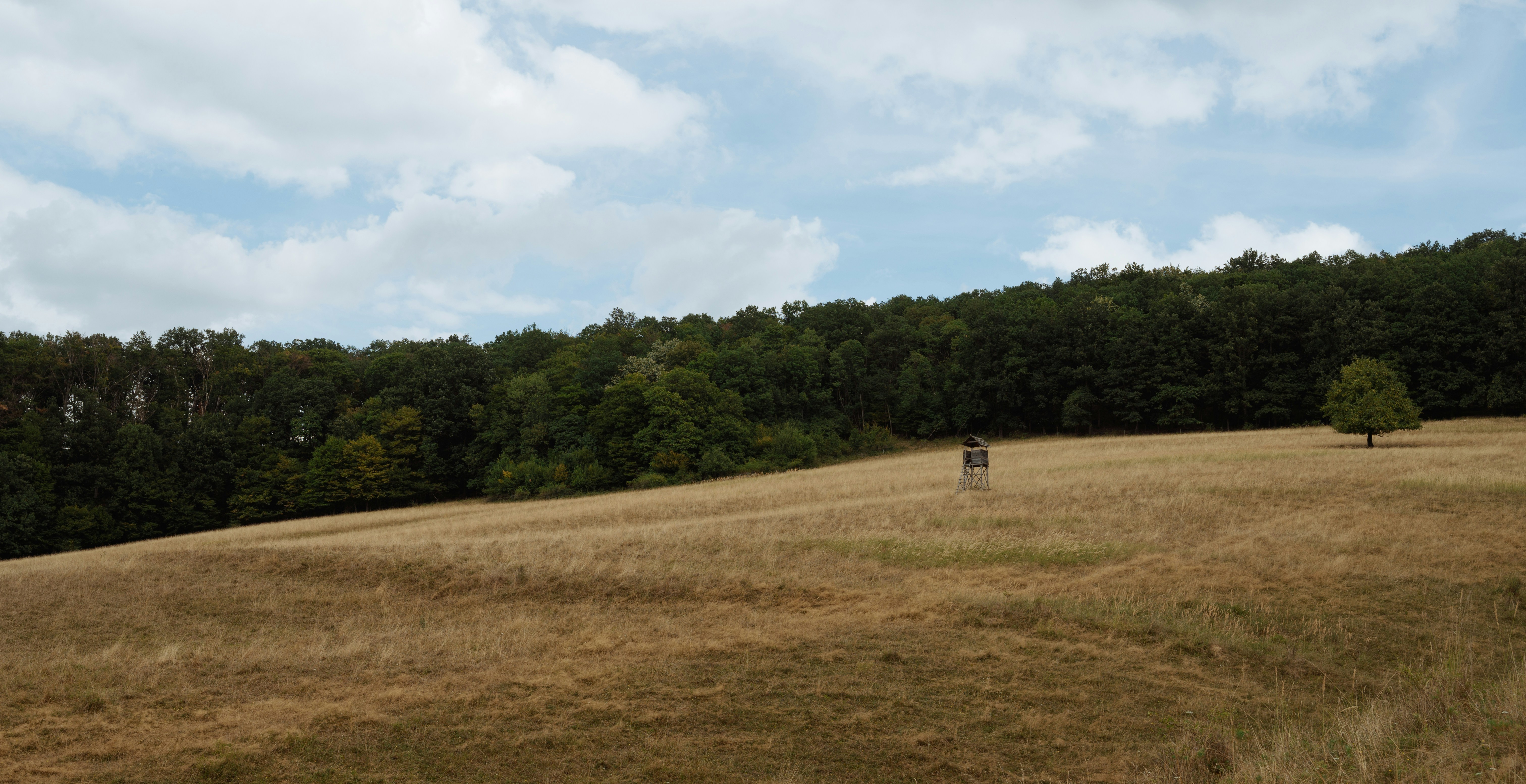 A person is flying a kite in a field