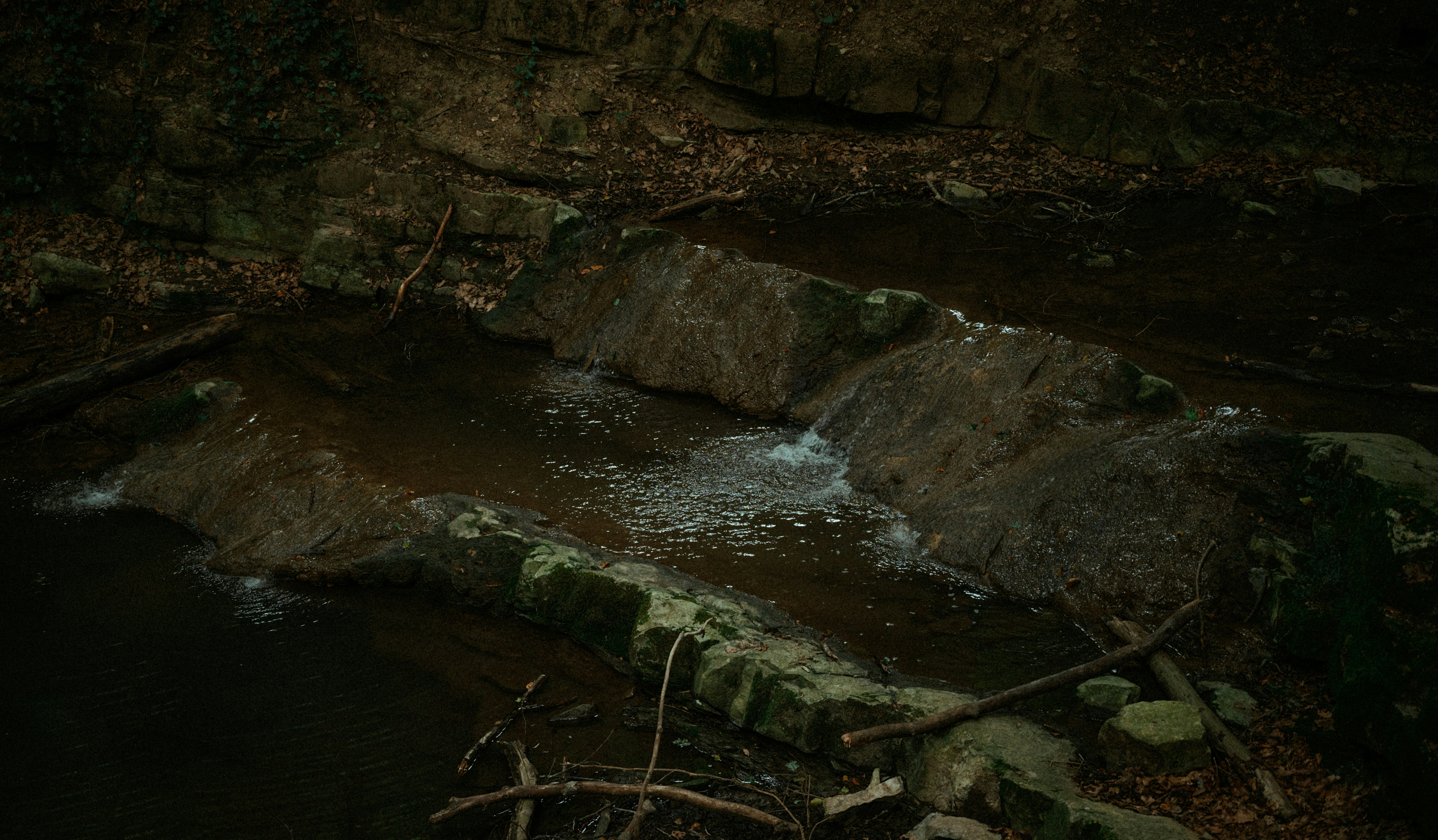 A stream running through a forest filled with trees