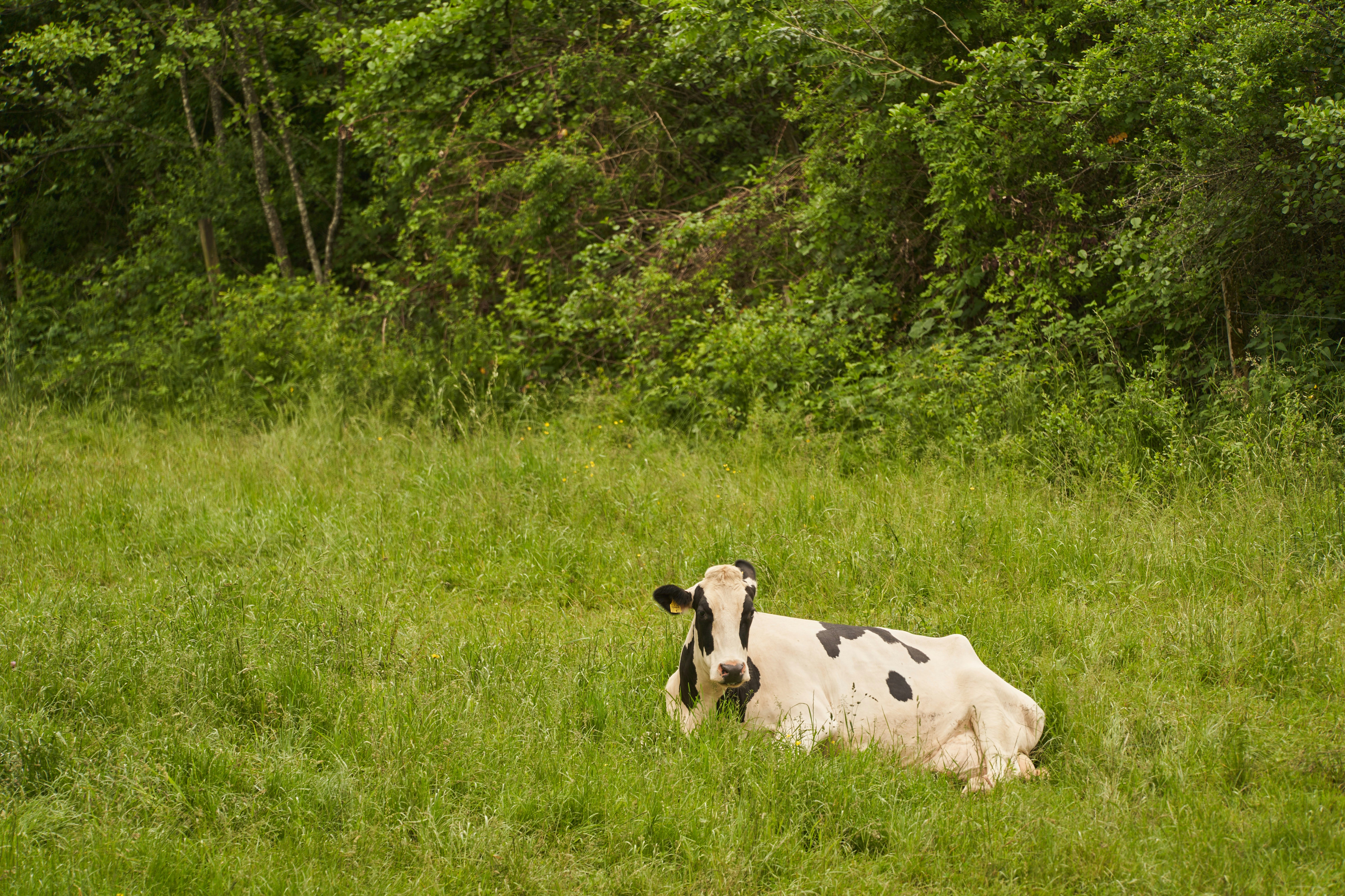 Photo by wolfgang_hasselmann