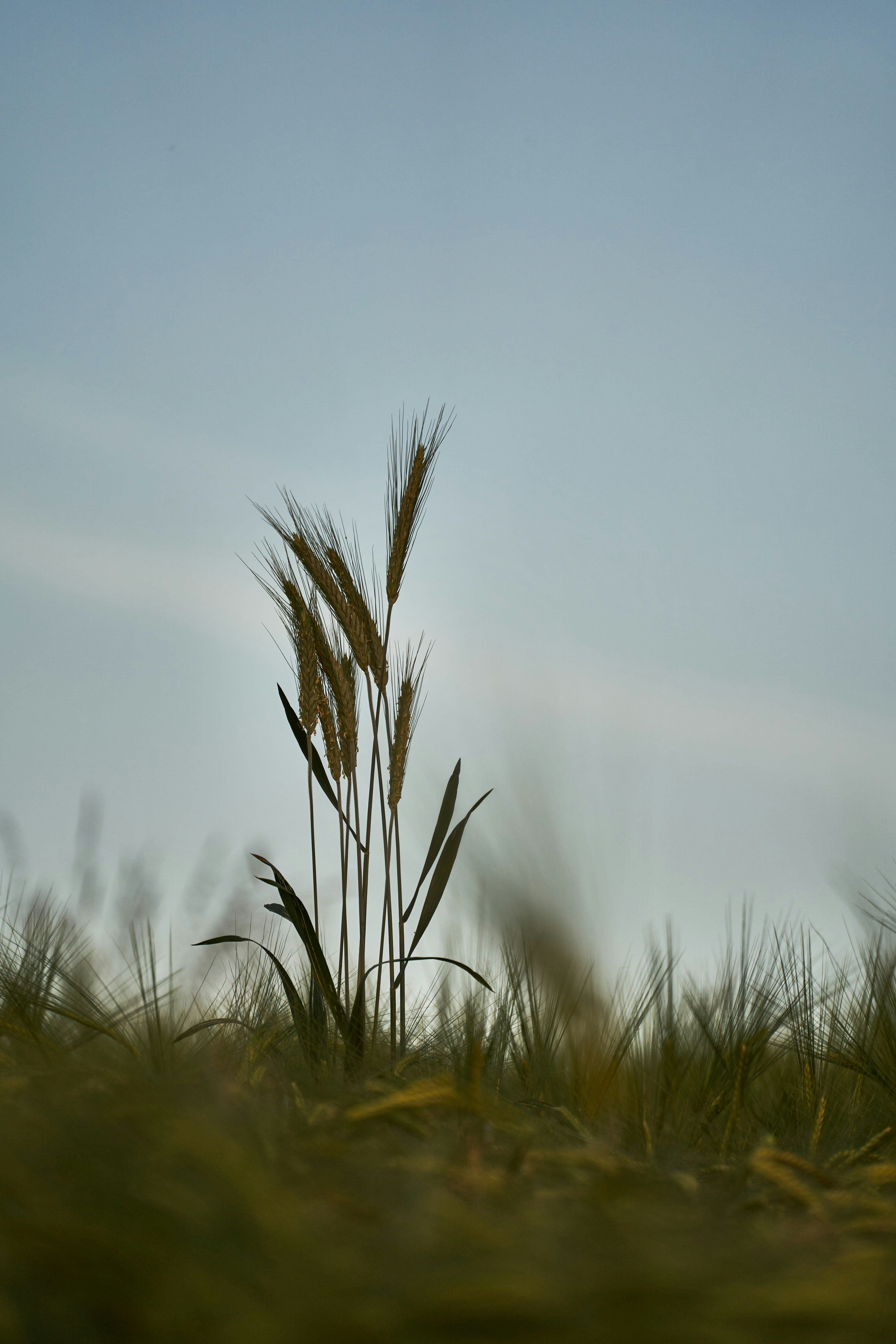 Photo by wolfgang_hasselmann