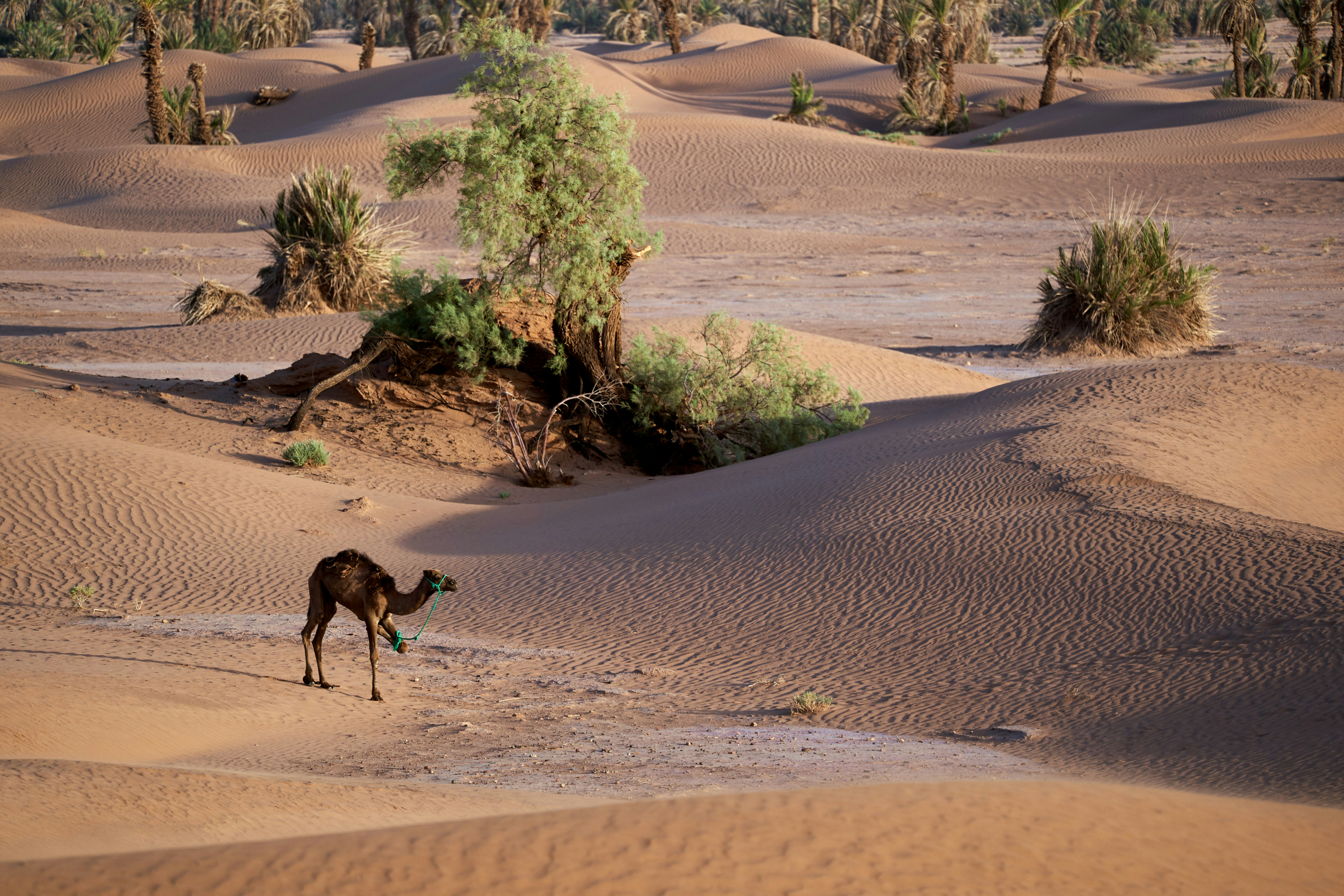 Photo by wolfgang_hasselmann