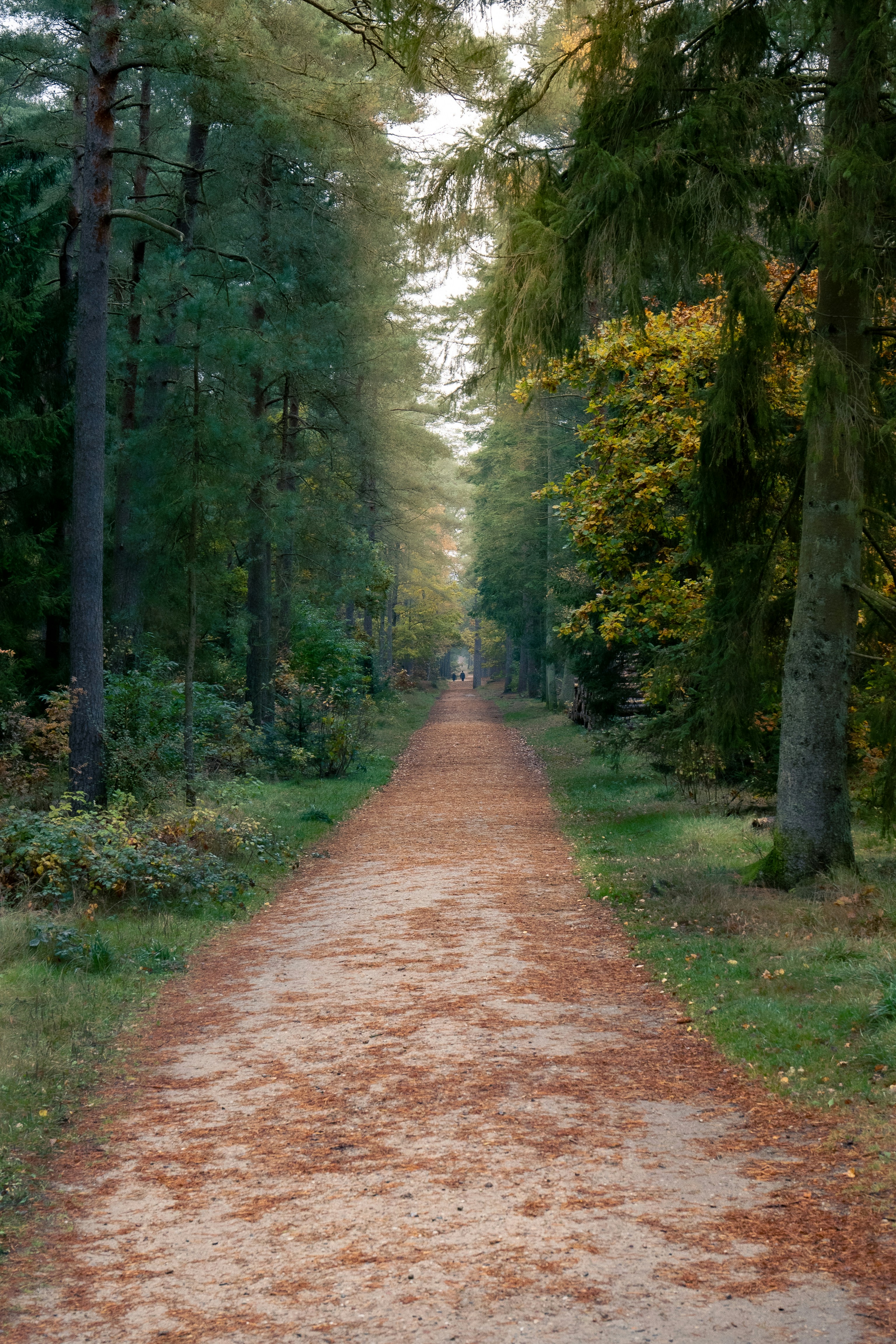 Jalan tanah di tengah hutan