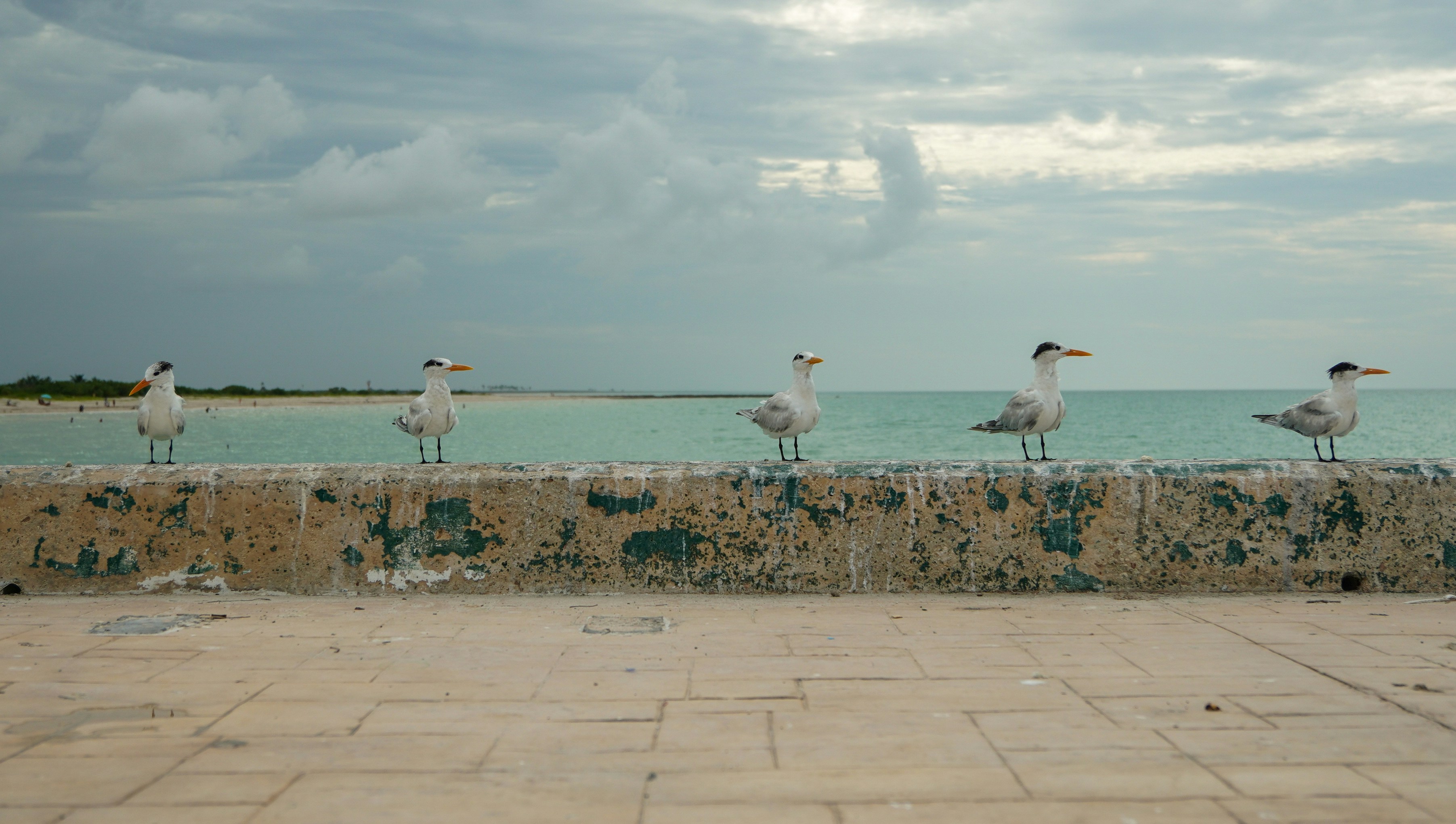 El Cuyo, Mexico - None