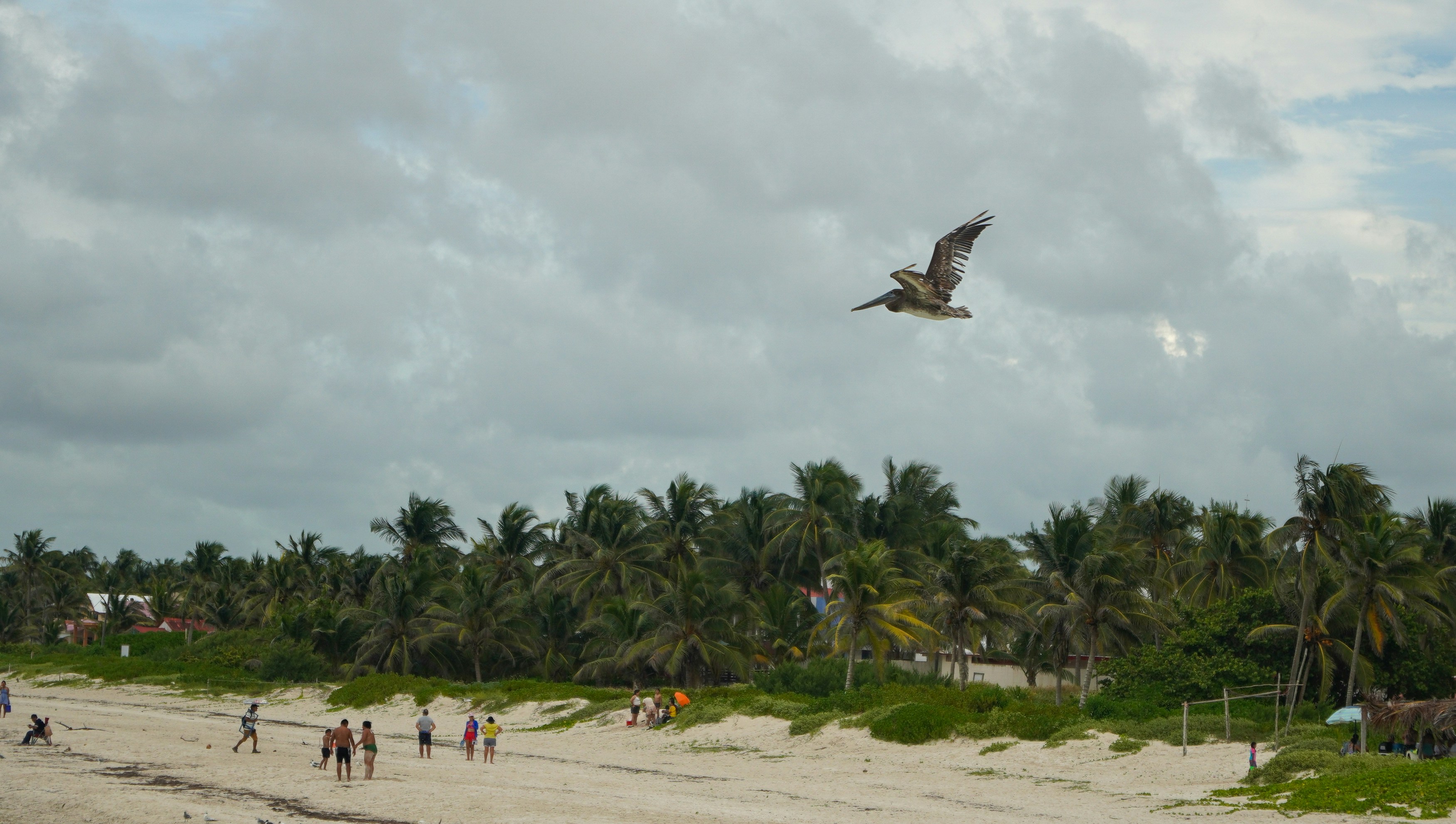 A large bird flying over a sandy beach
