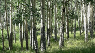 A forest filled with lots of tall trees