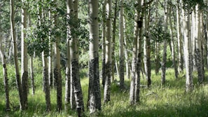 A forest filled with lots of tall trees