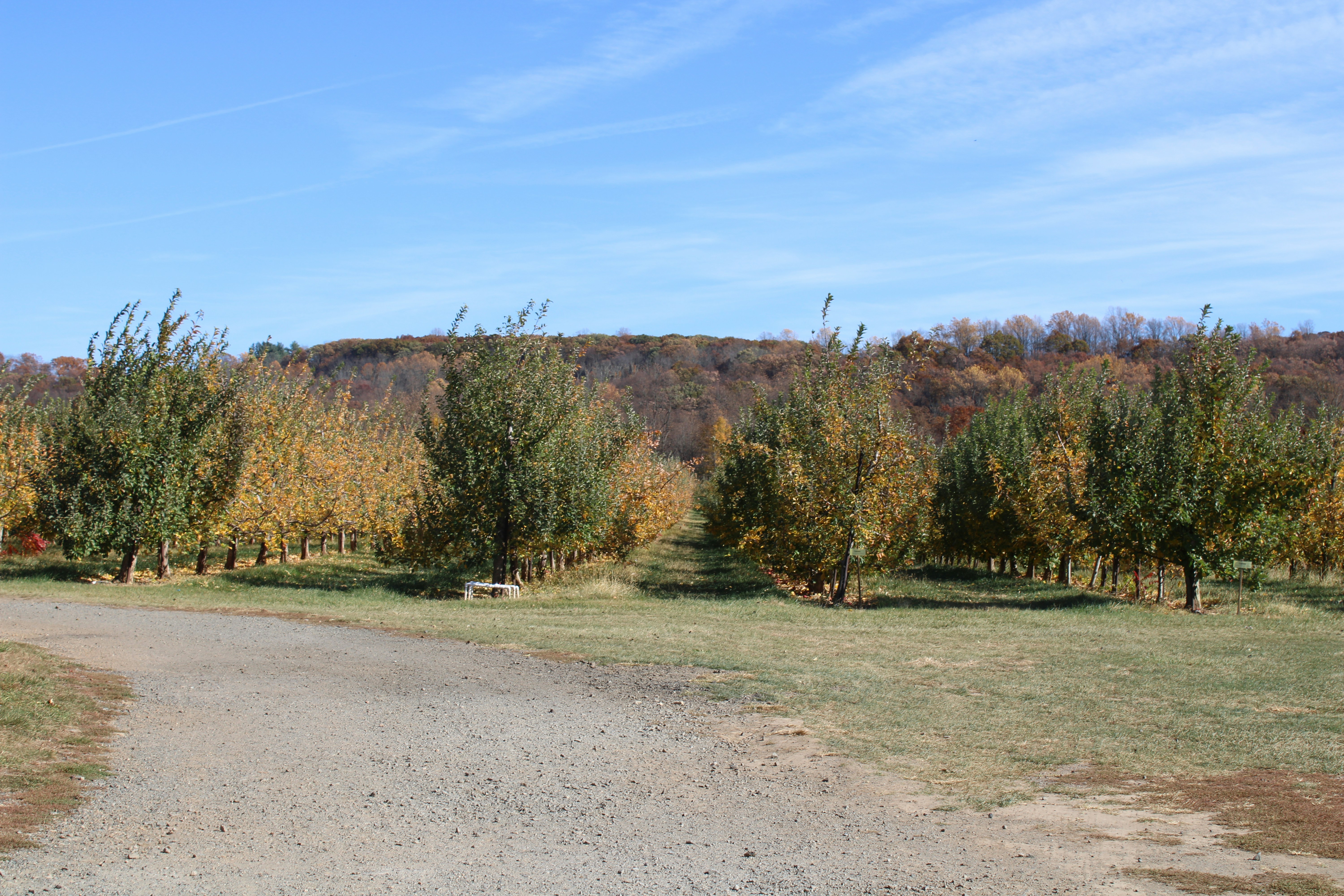 Morgan's Orchard Park