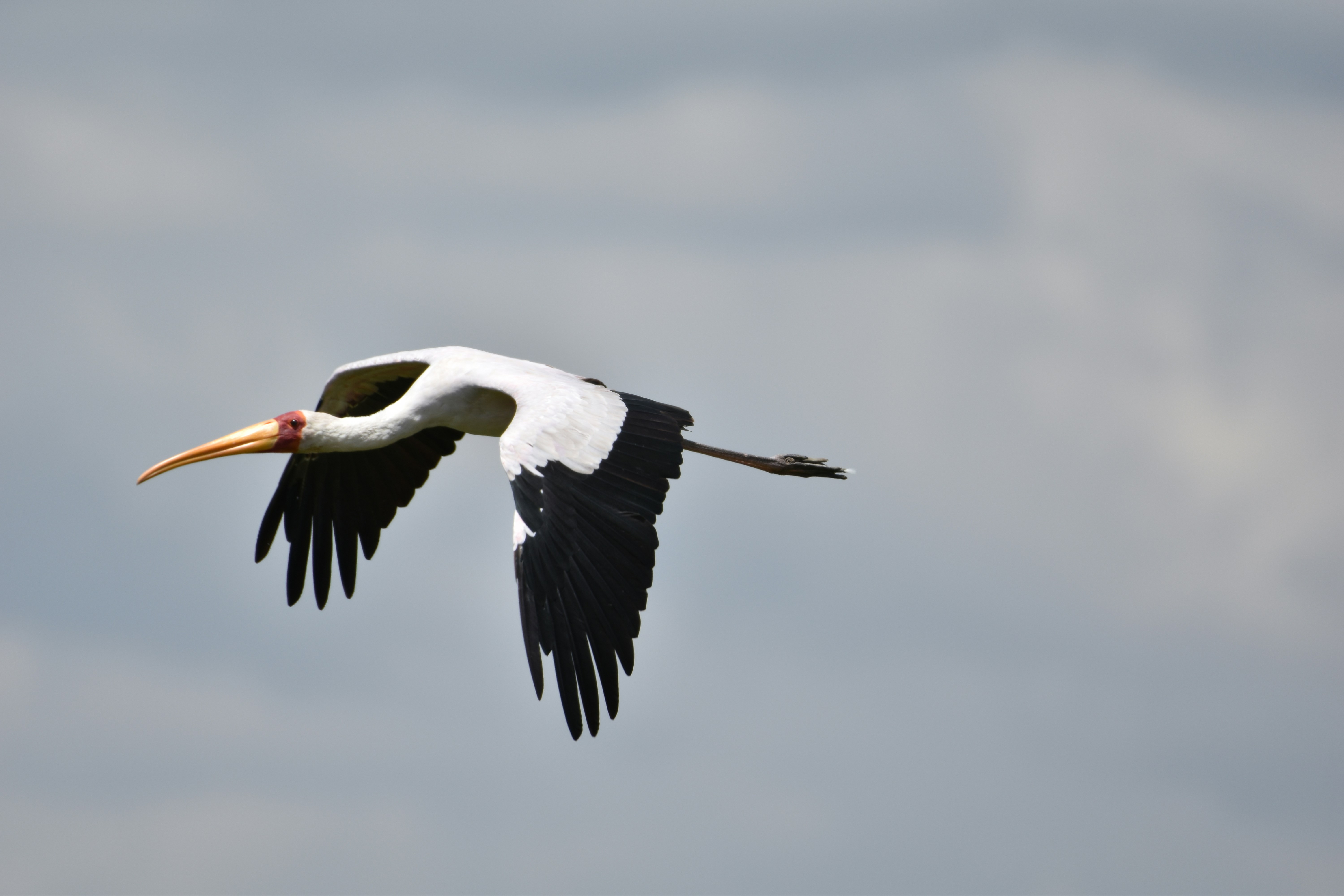 Photo by julius_ngigi