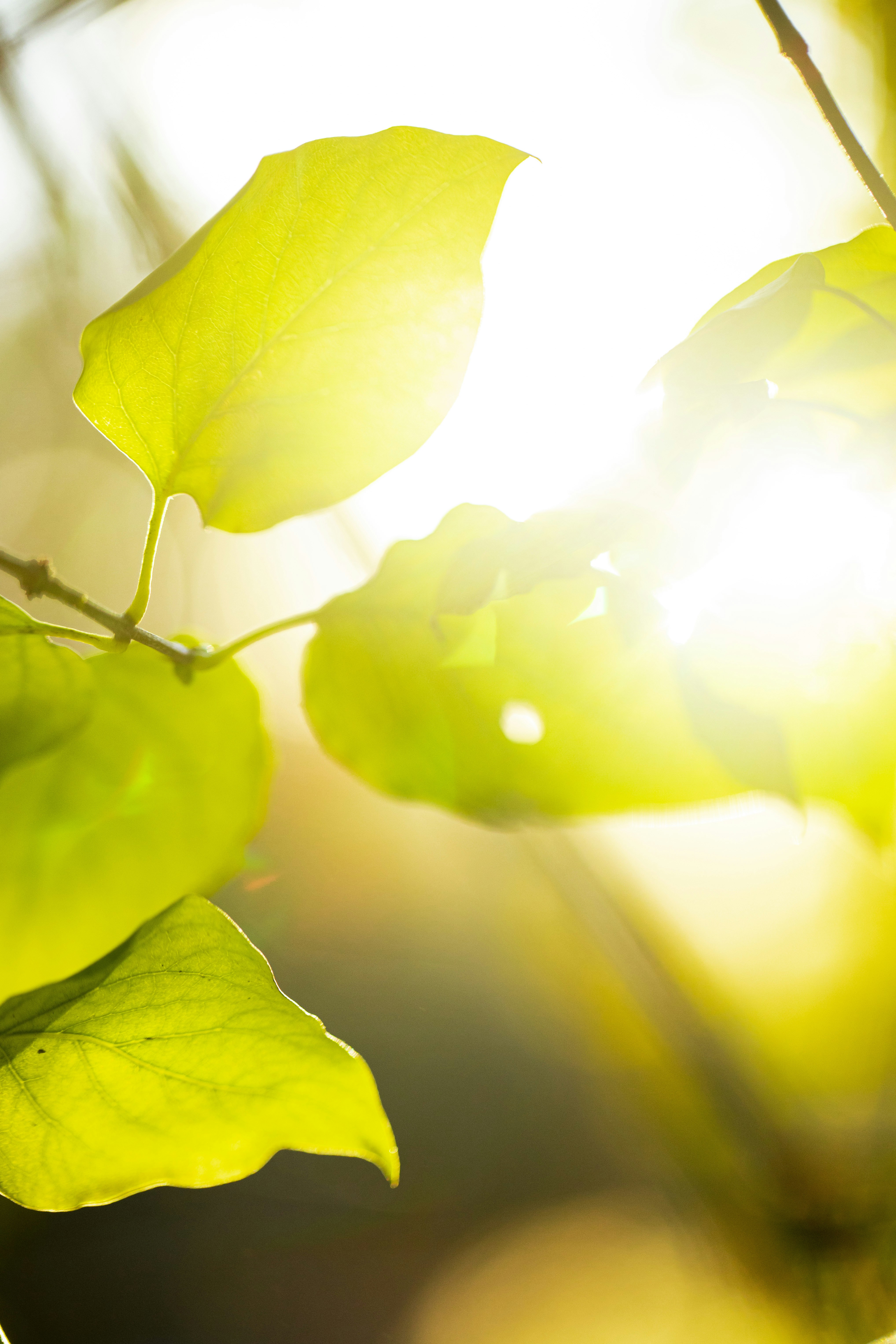 Photo by stef_enheart