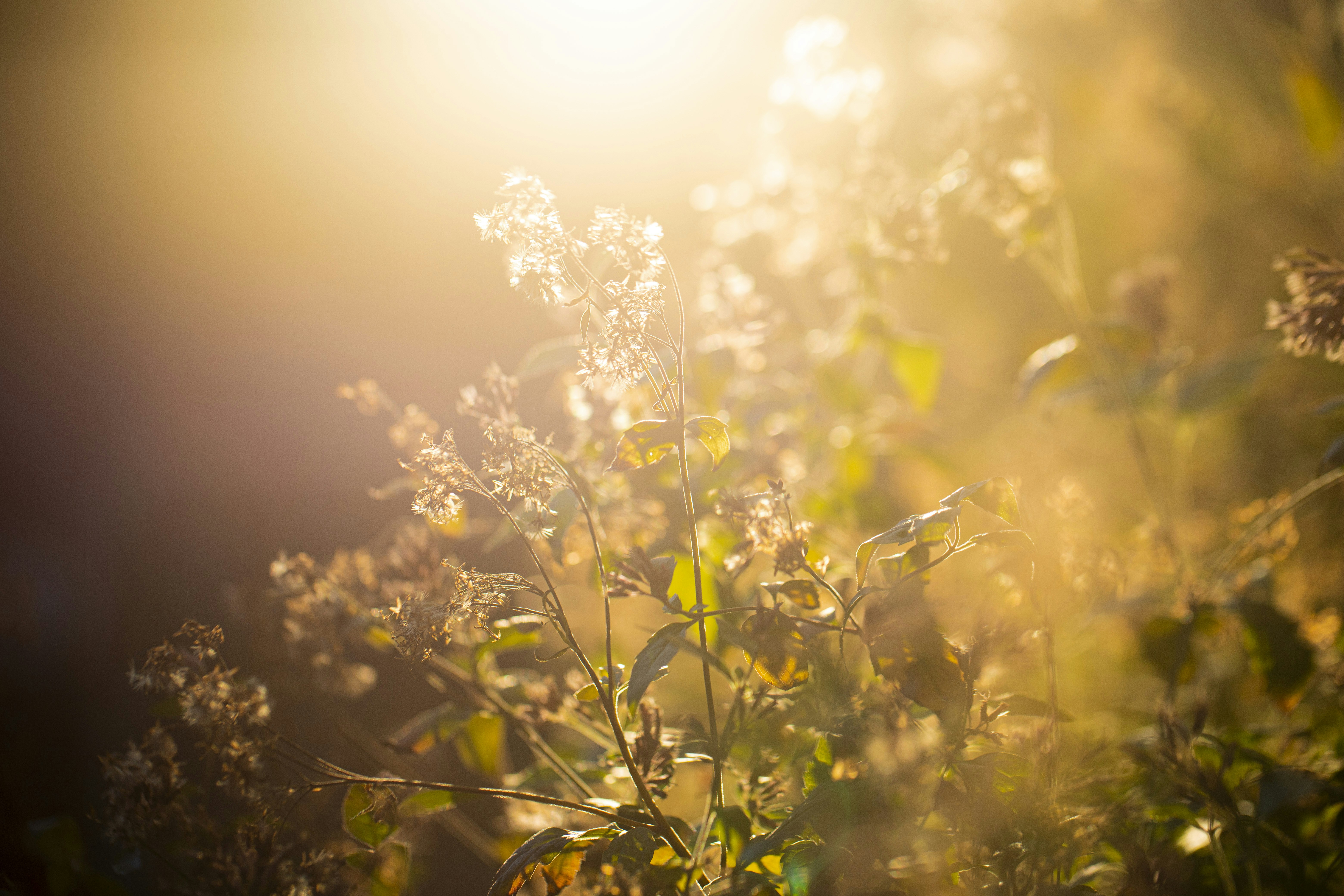 Photo by stef_enheart