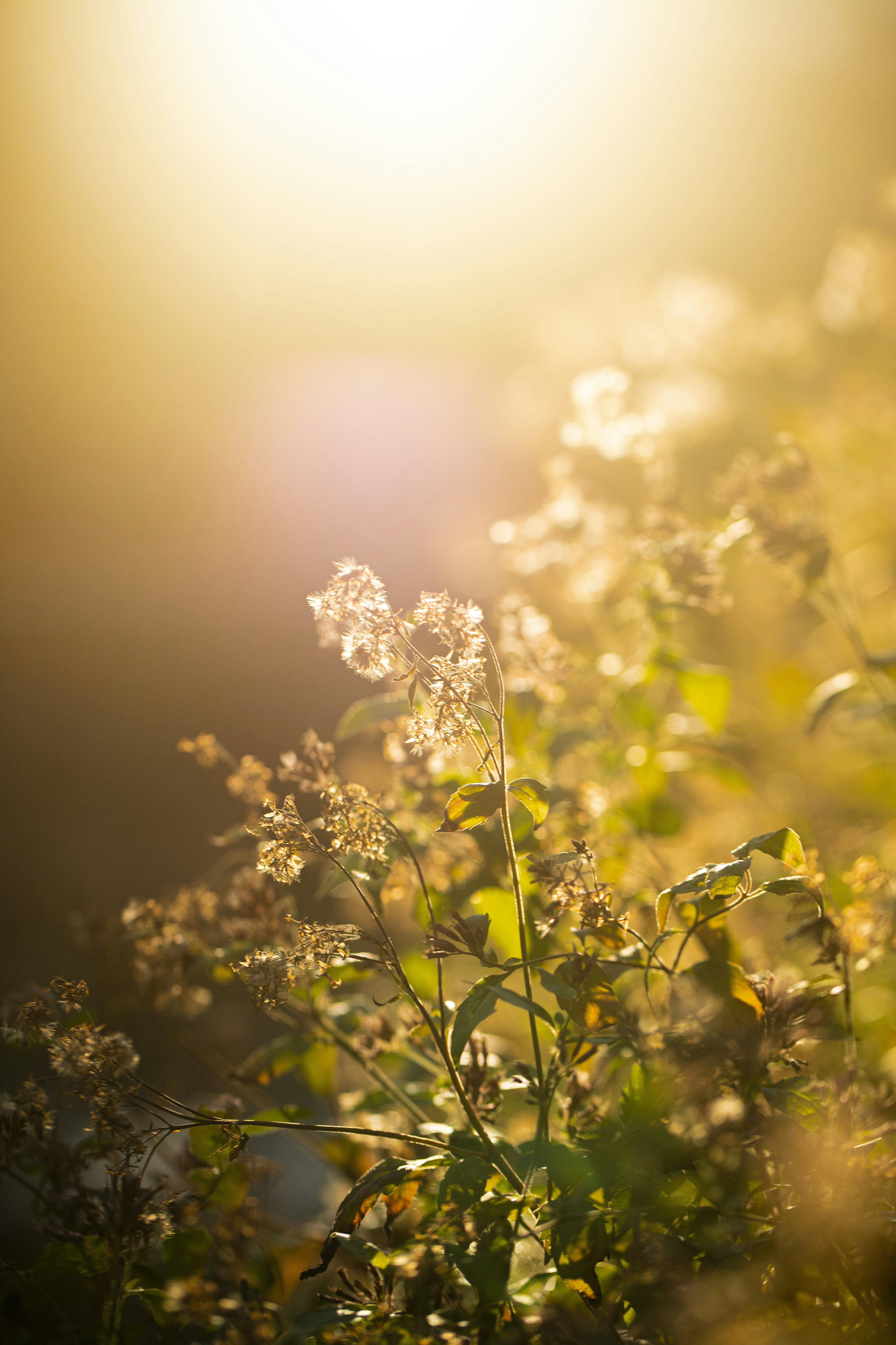 Photo by stef_enheart