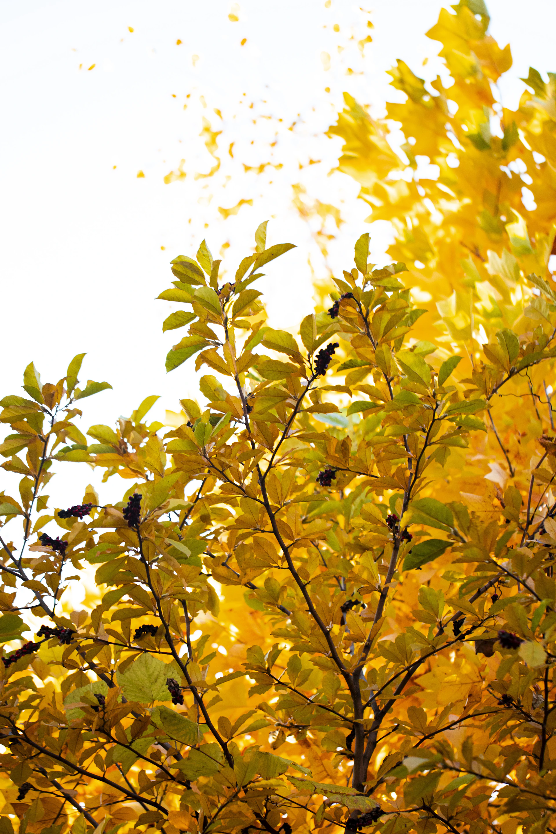 A yellow tree with lots of leaves on it