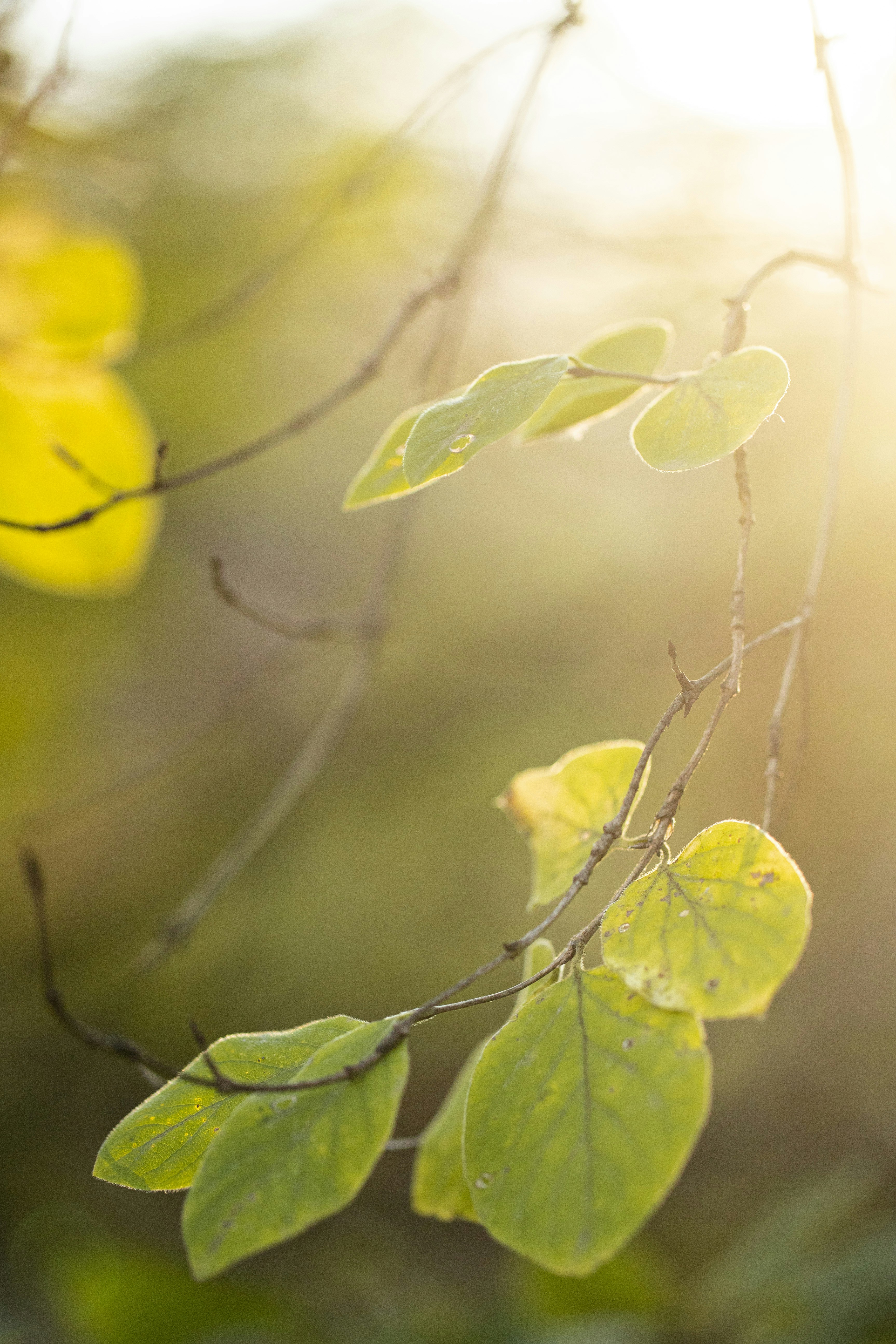 Photo by stef_enheart