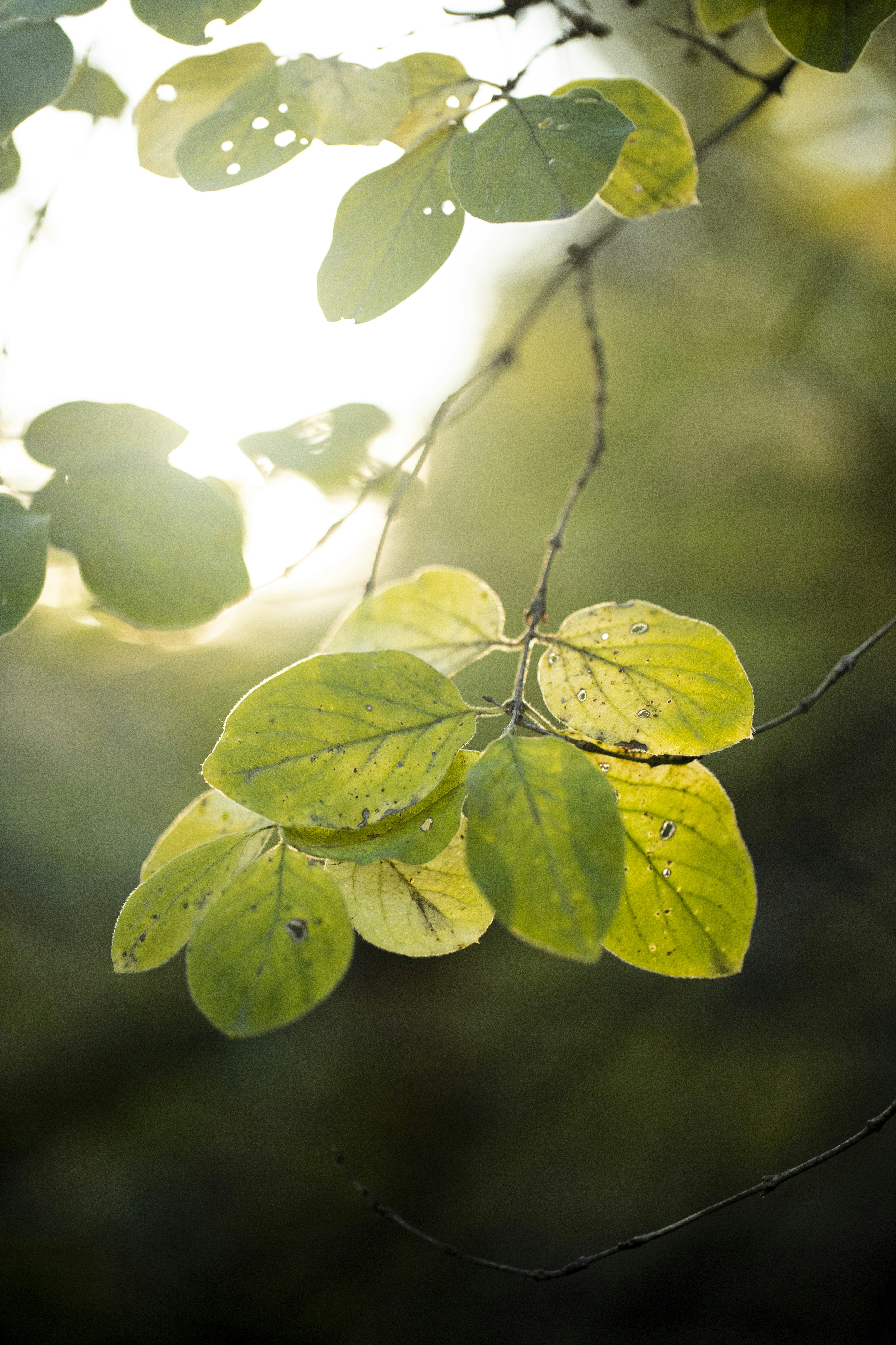 Photo by stef_enheart