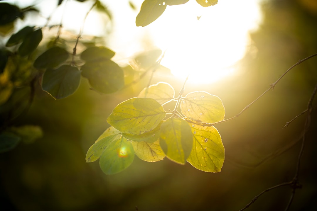 The sun is shining through the leaves of a tree
