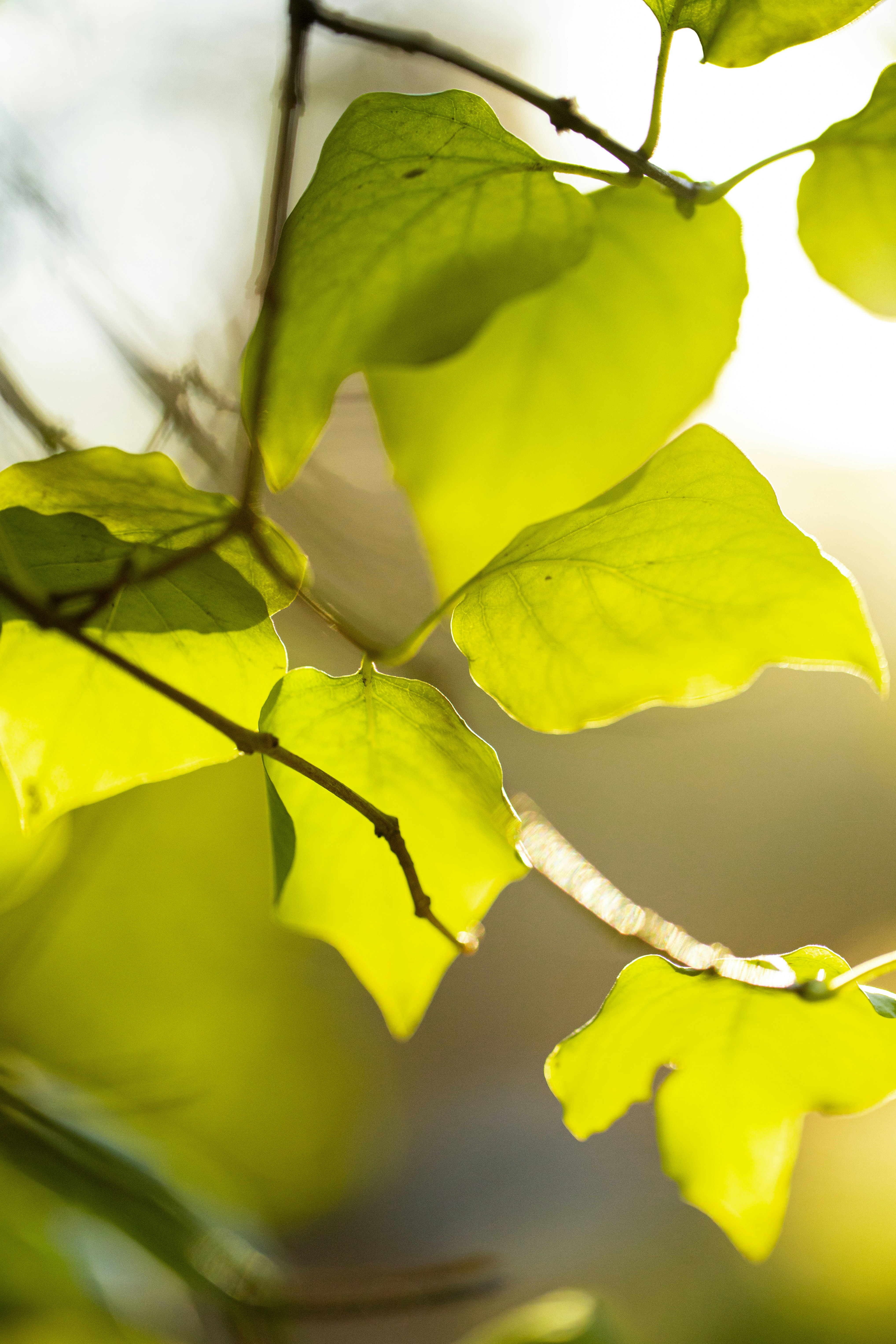 Photo by stef_enheart