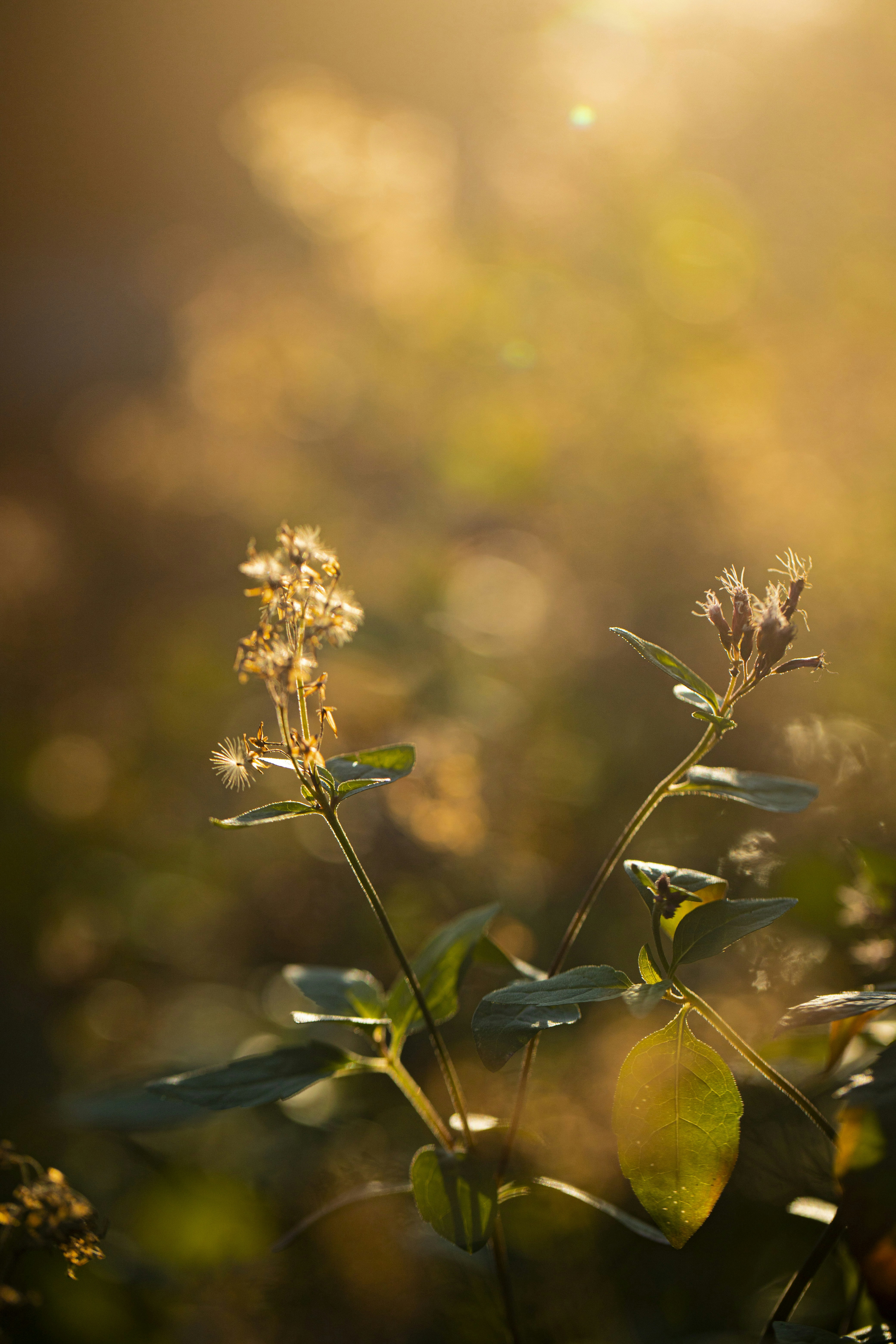 Photo by stef_enheart