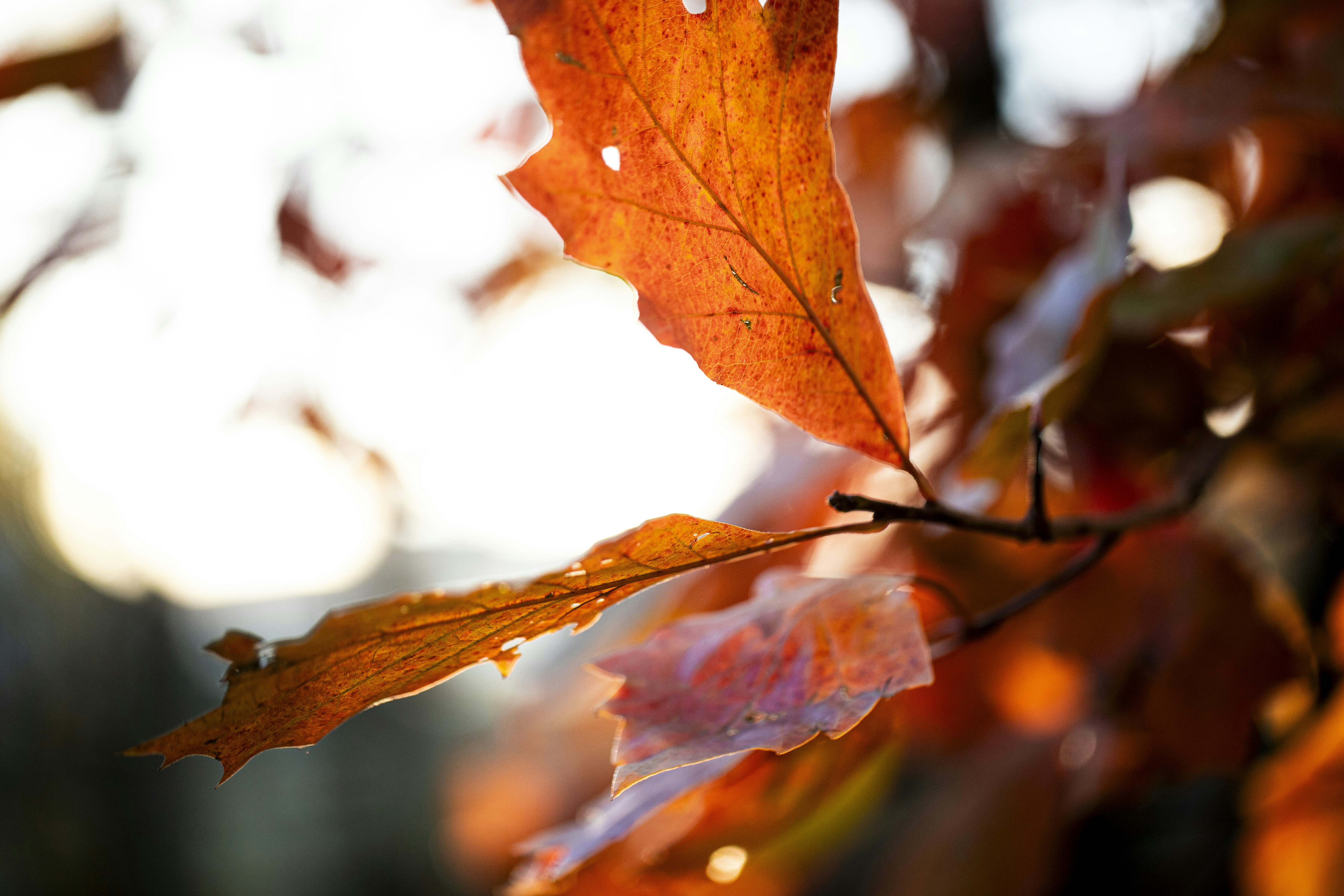 Photo by stef_enheart