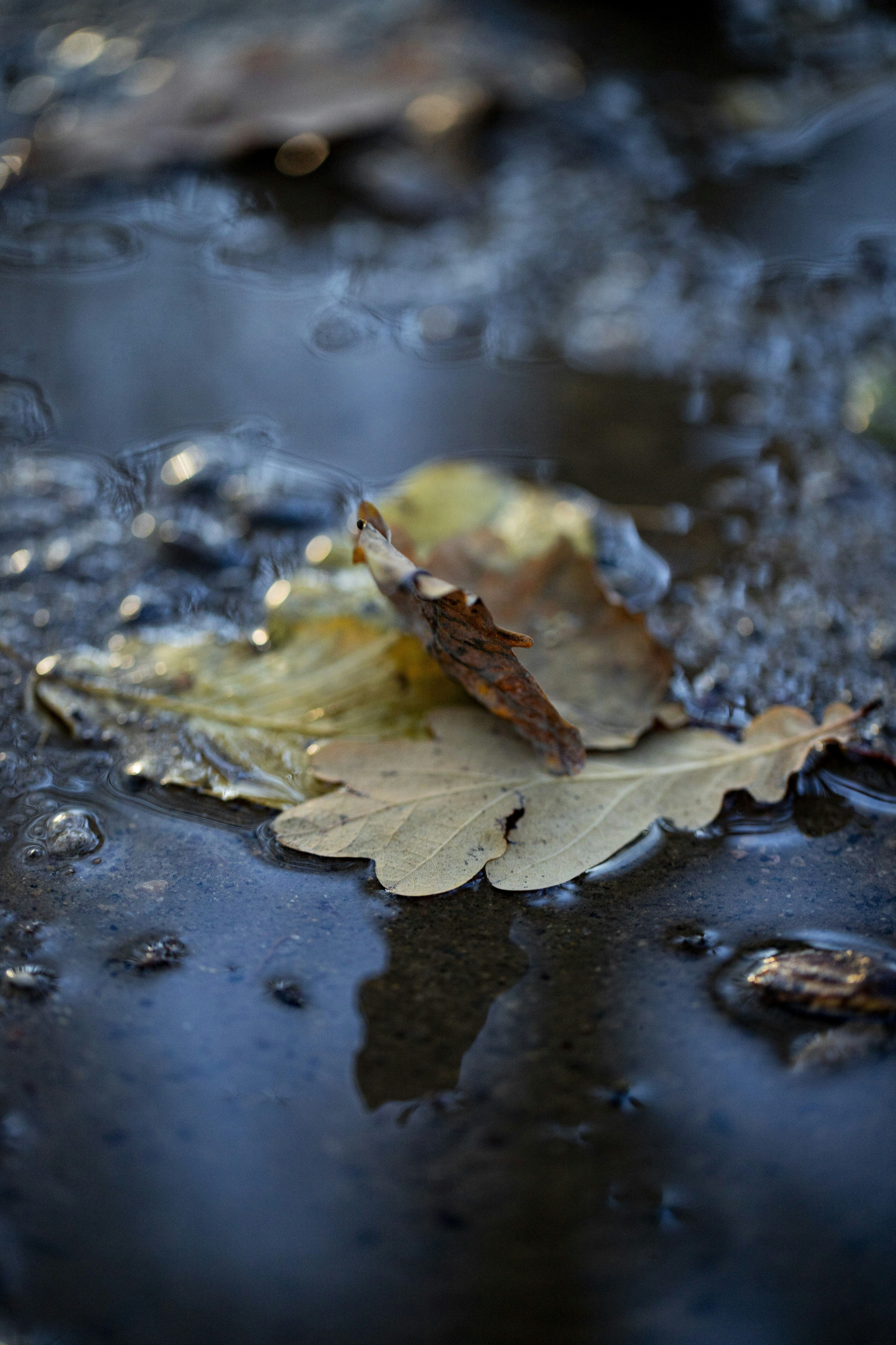 Photo by stef_enheart