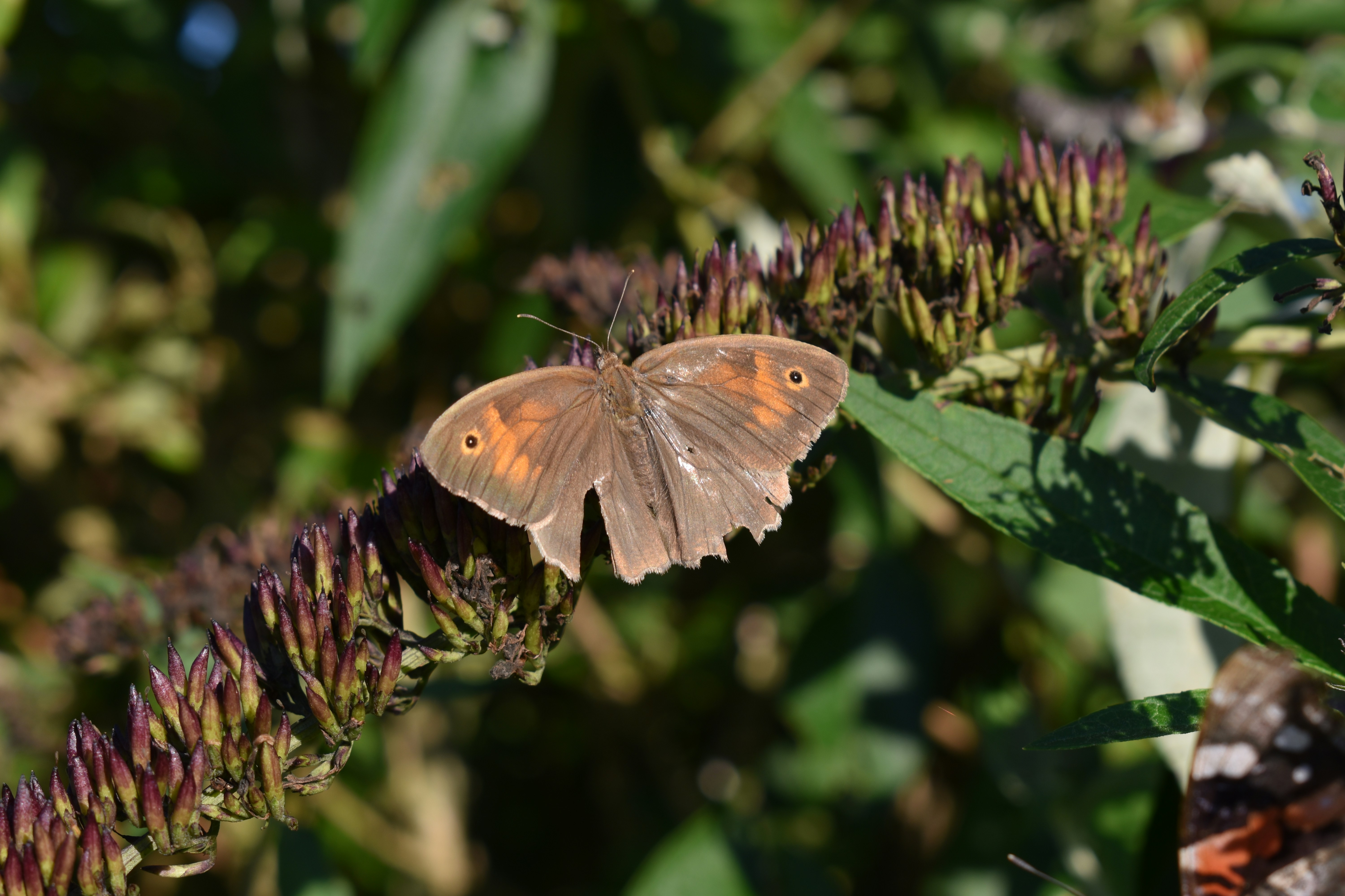 Photo by ninaelisereiter