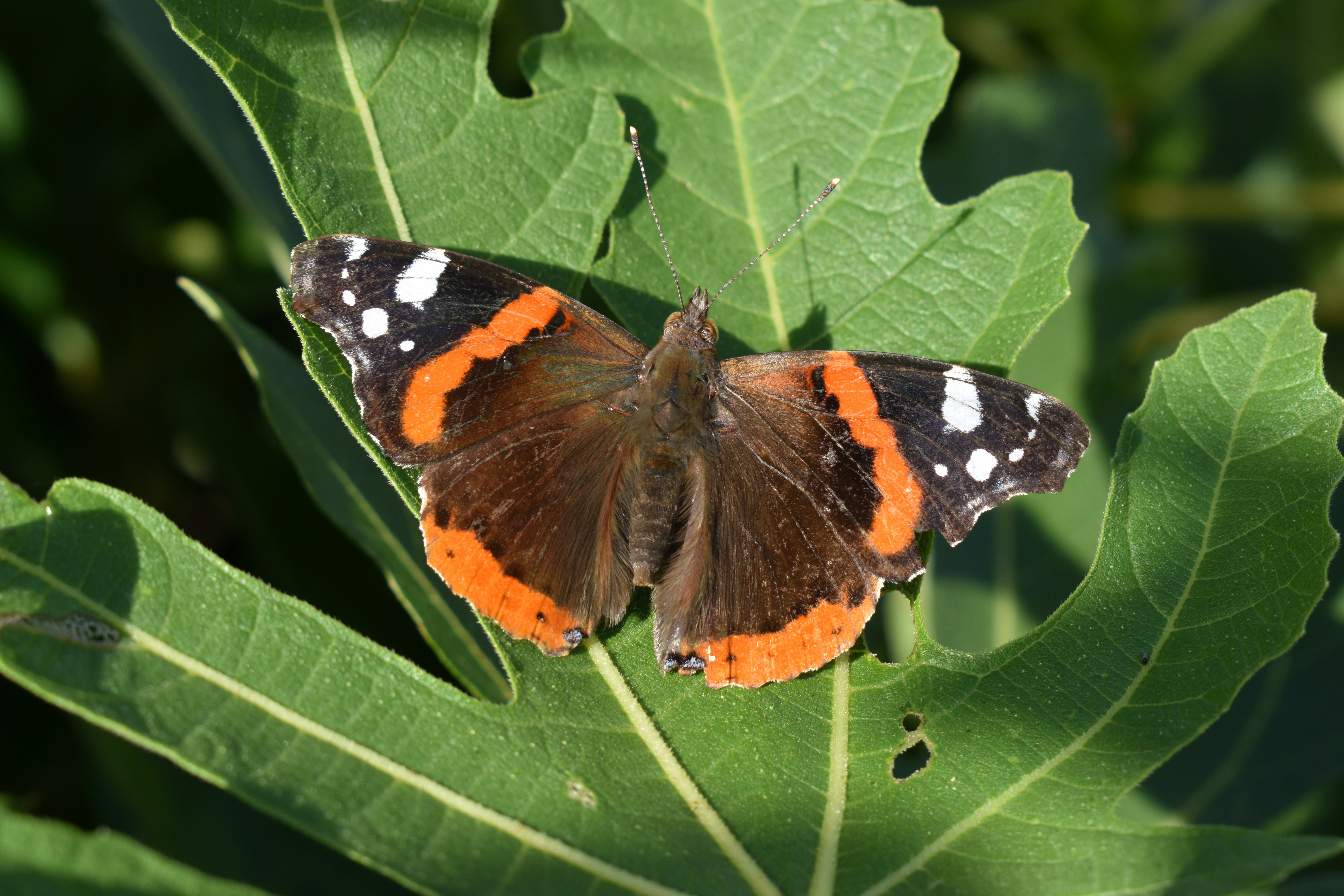 Photo by ninaelisereiter