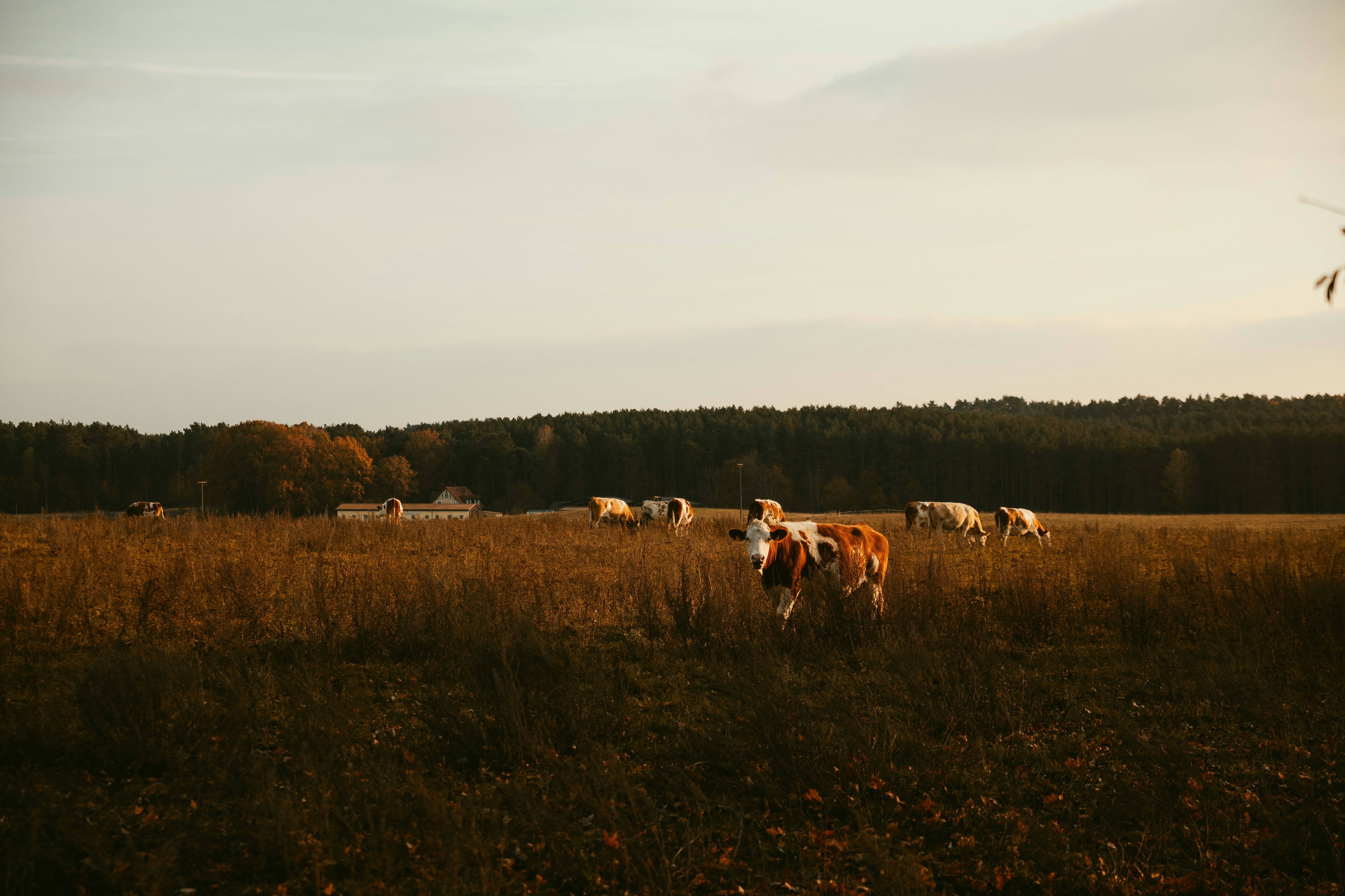 A herd of cattle grazing on a lush green field