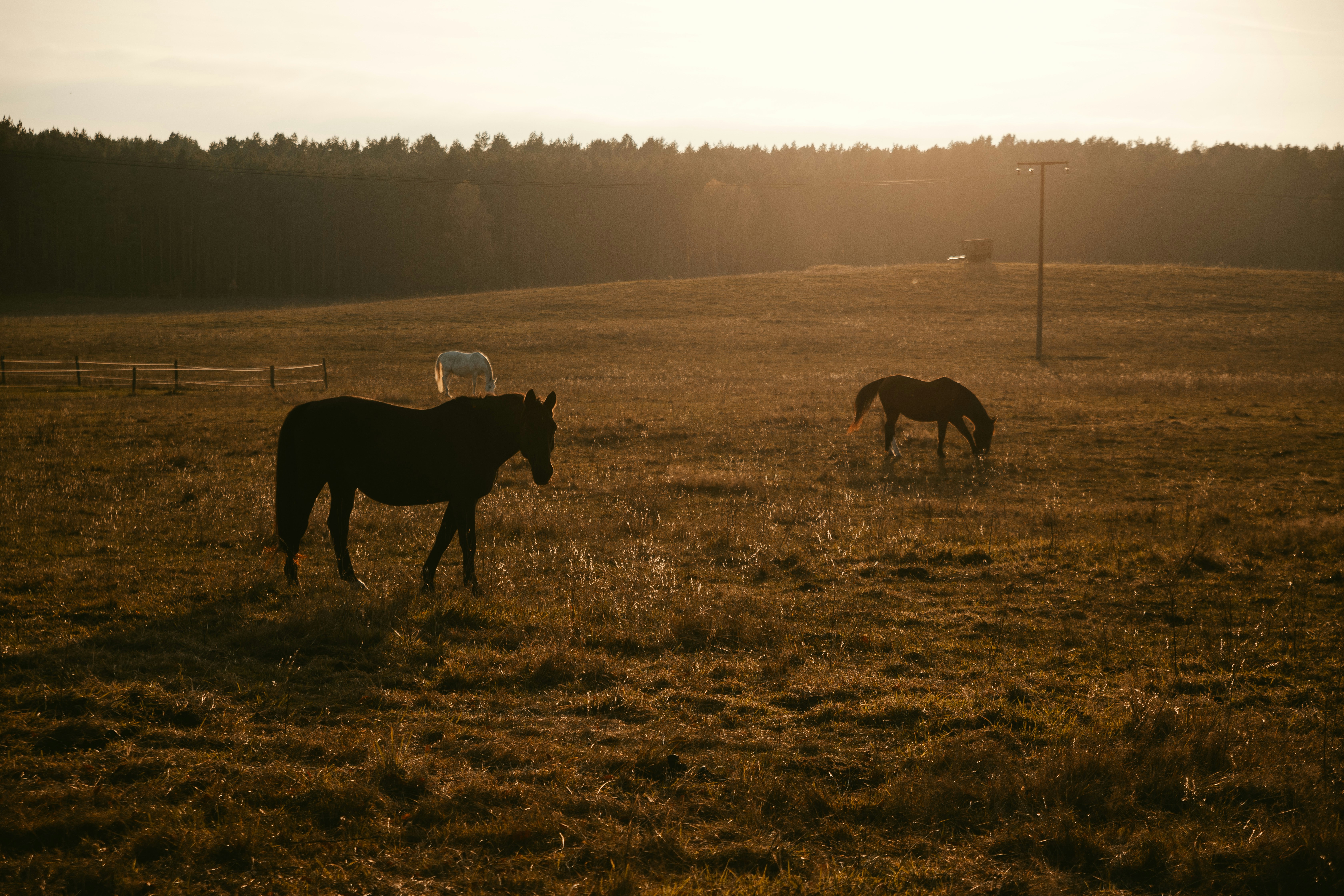 A couple of horses standing on top of a grass covered field