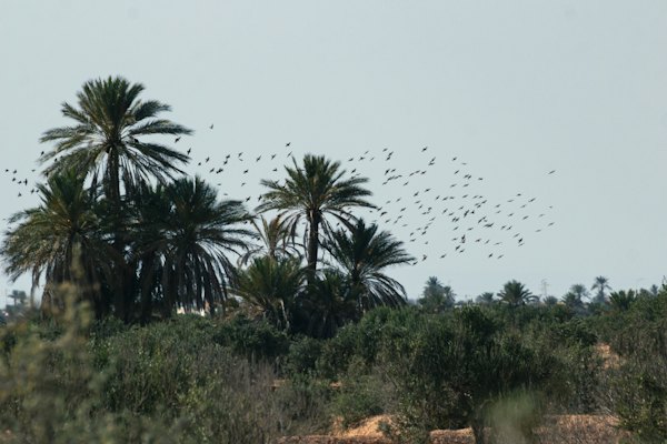 Birds wheeling over palms — Djerba, Tunisia