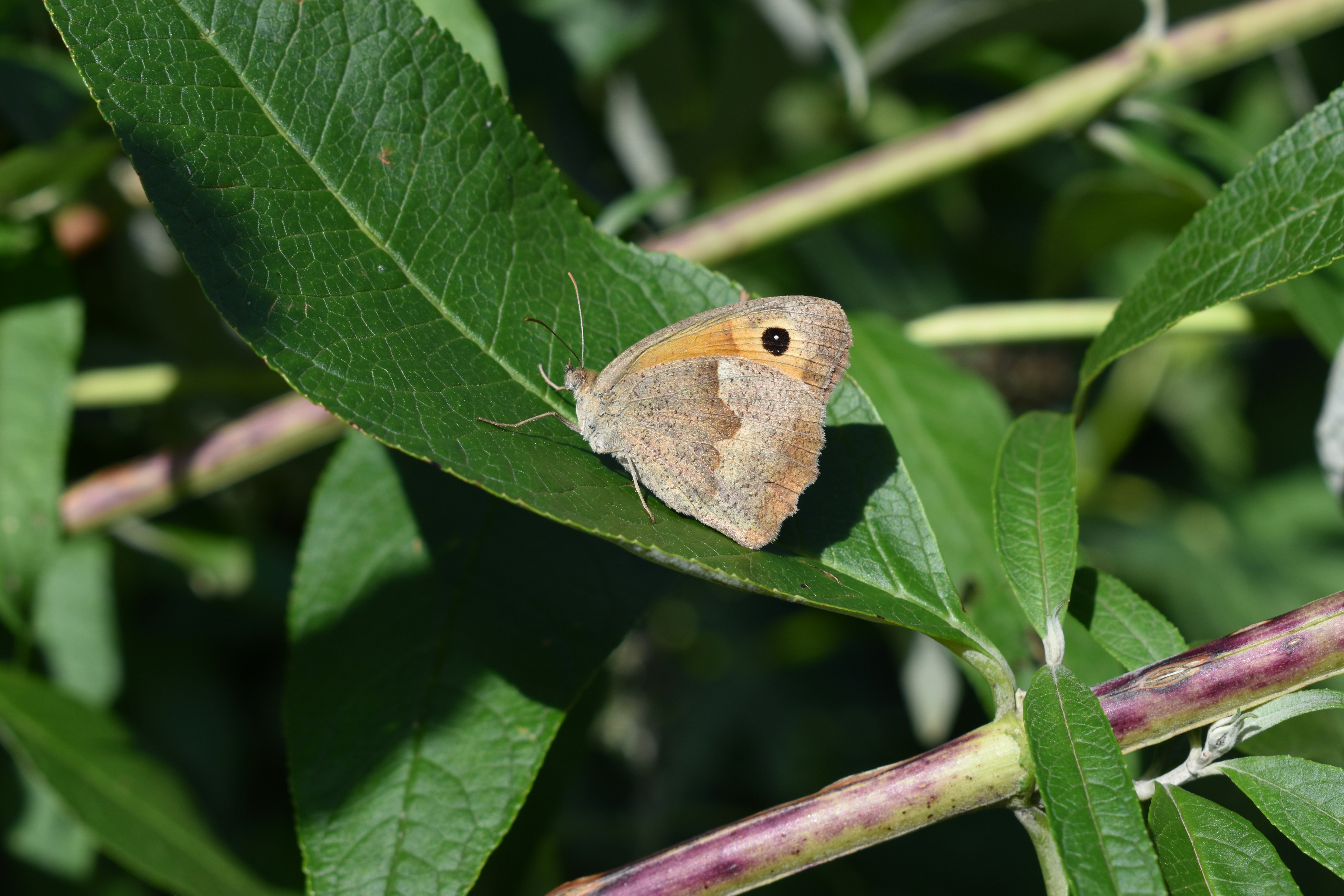 Photo by ninaelisereiter