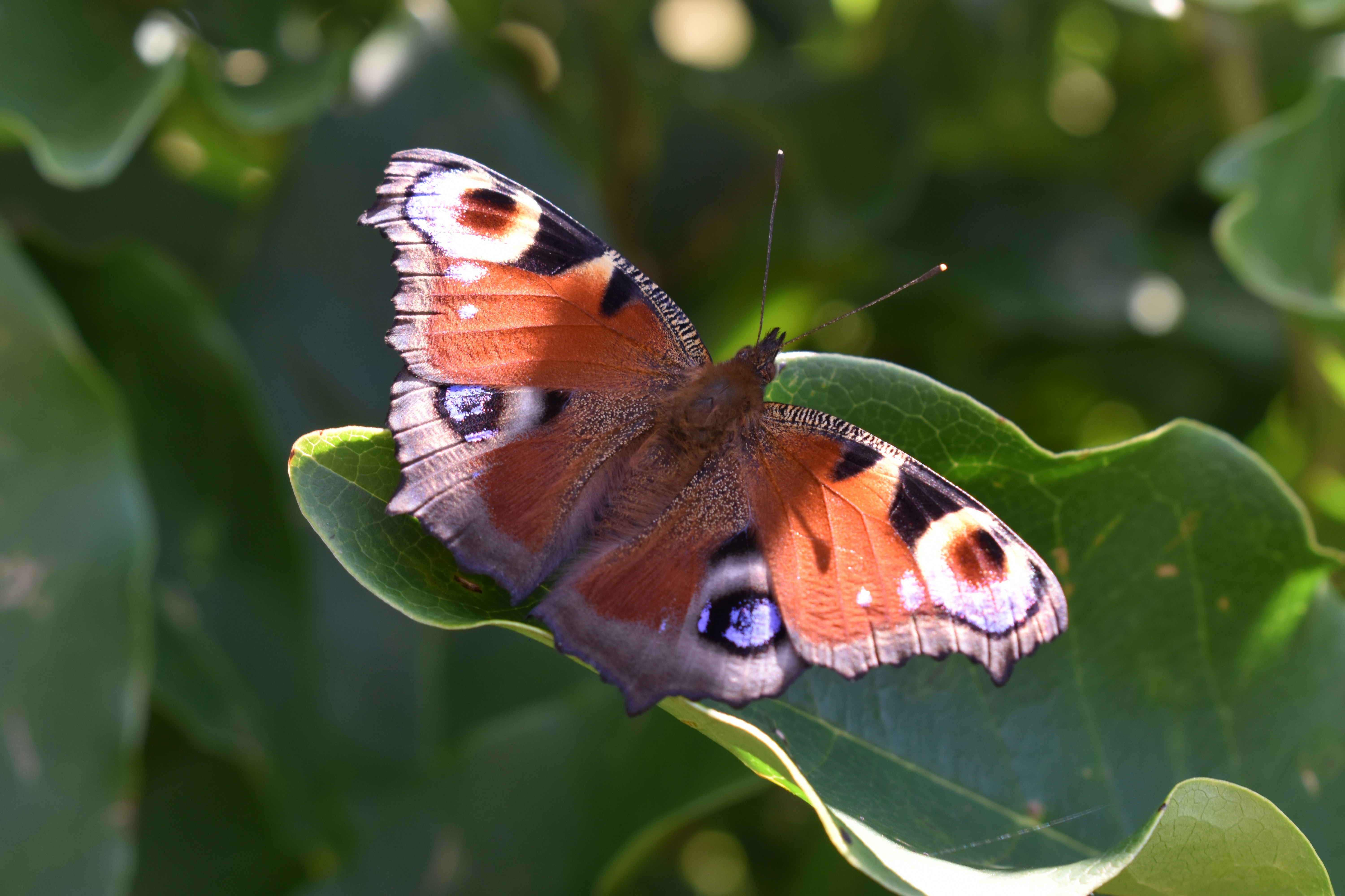 Photo by ninaelisereiter