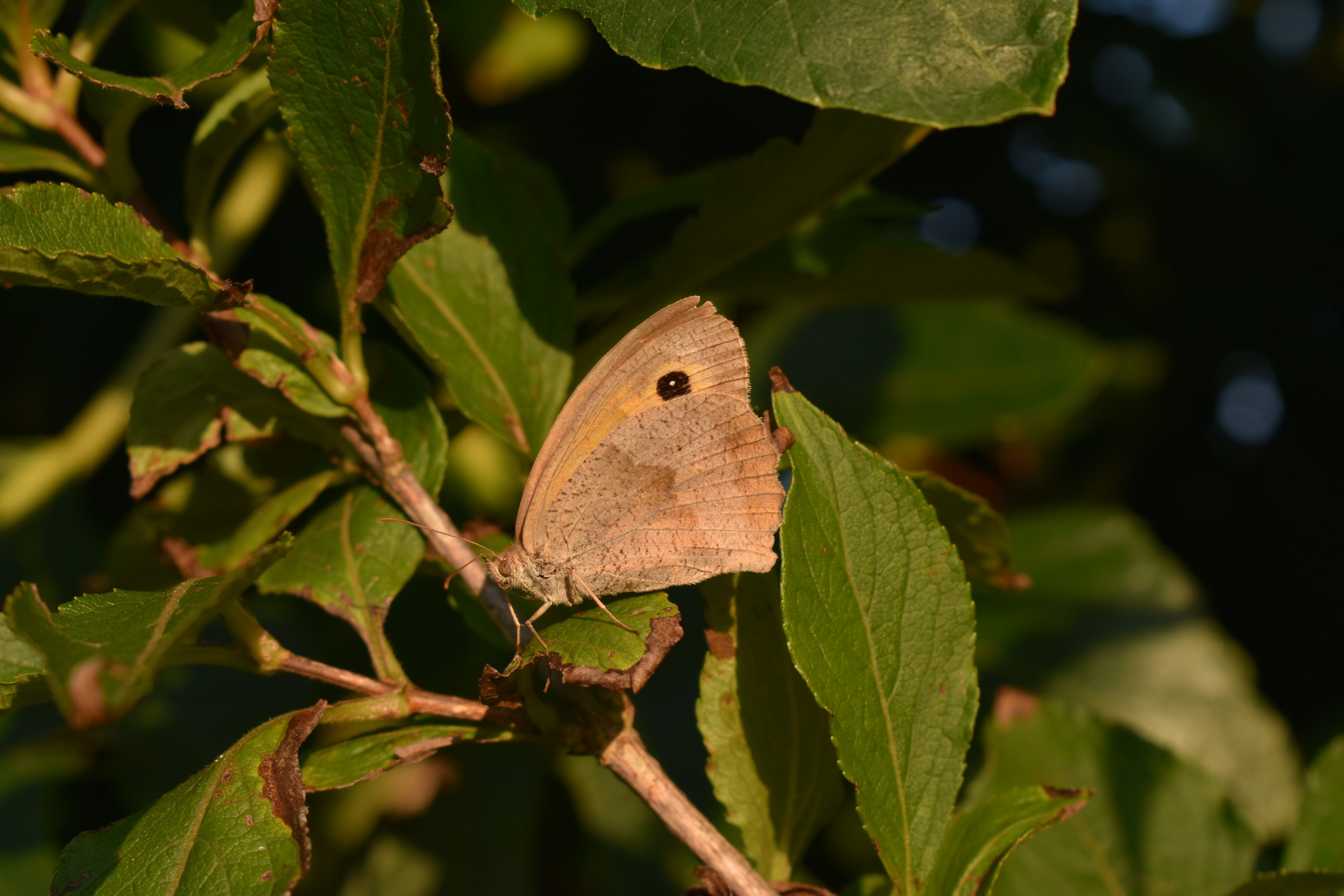 Photo by ninaelisereiter