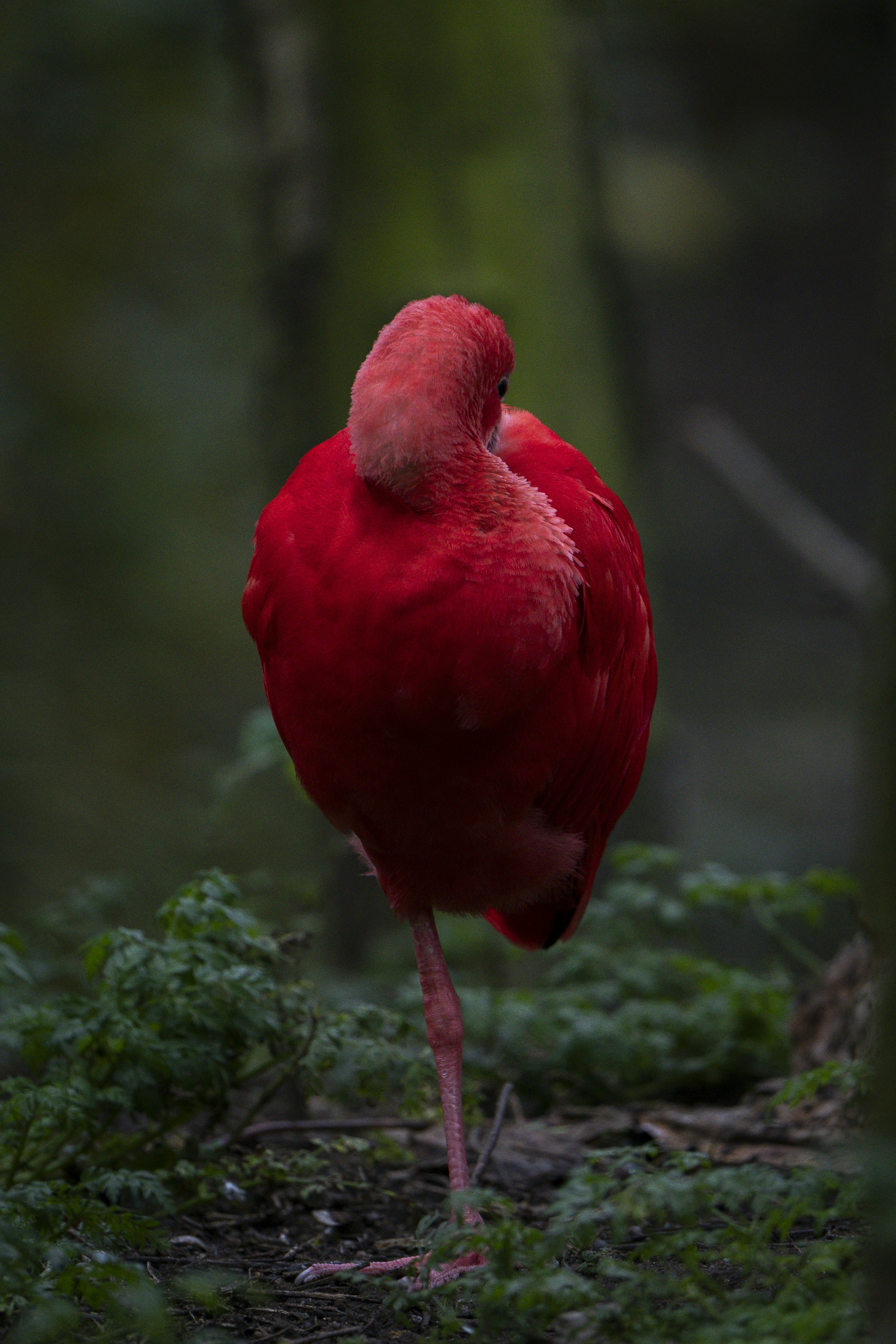 A red bird standing in the middle of a forest