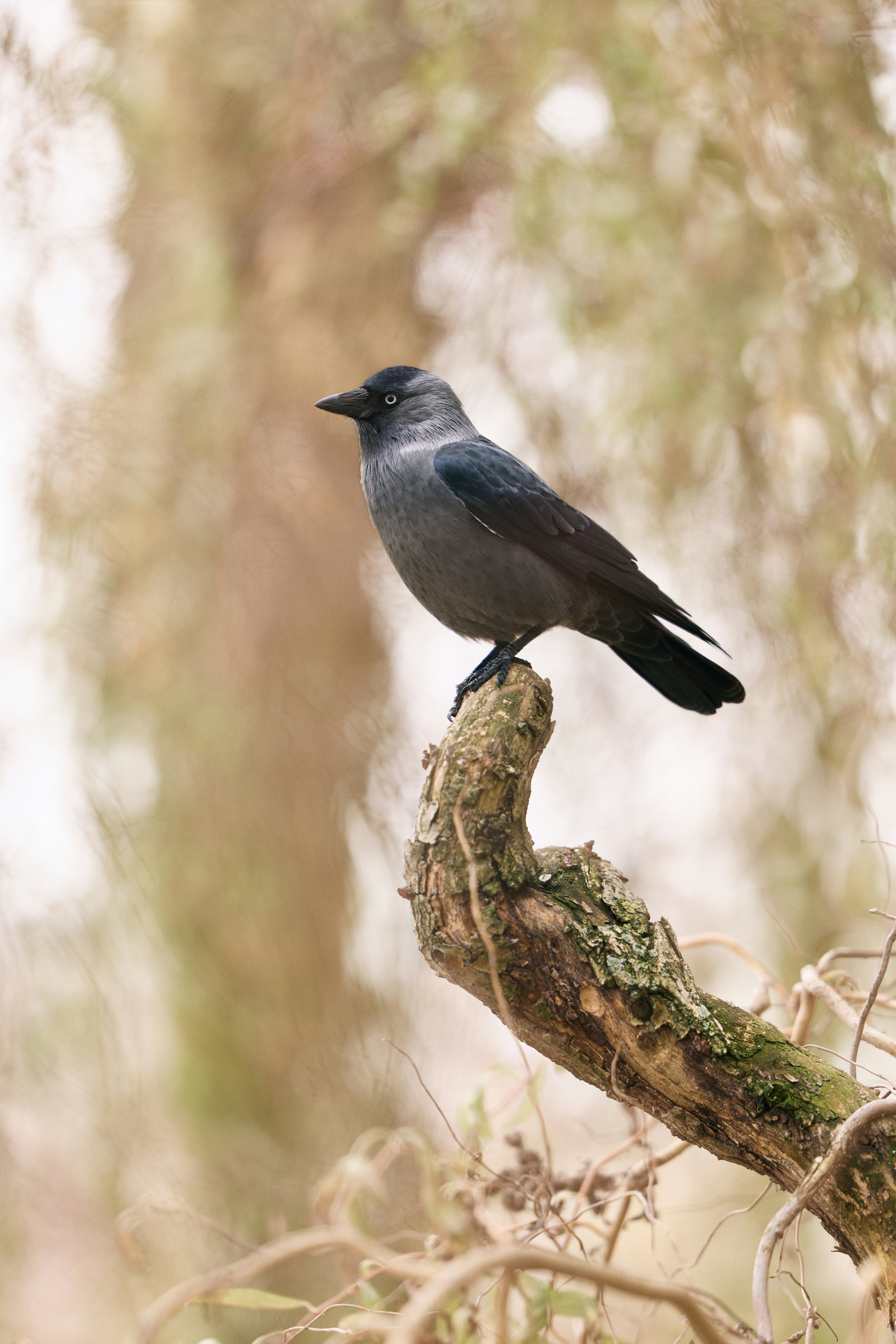 A black bird sitting on top of a tree branch