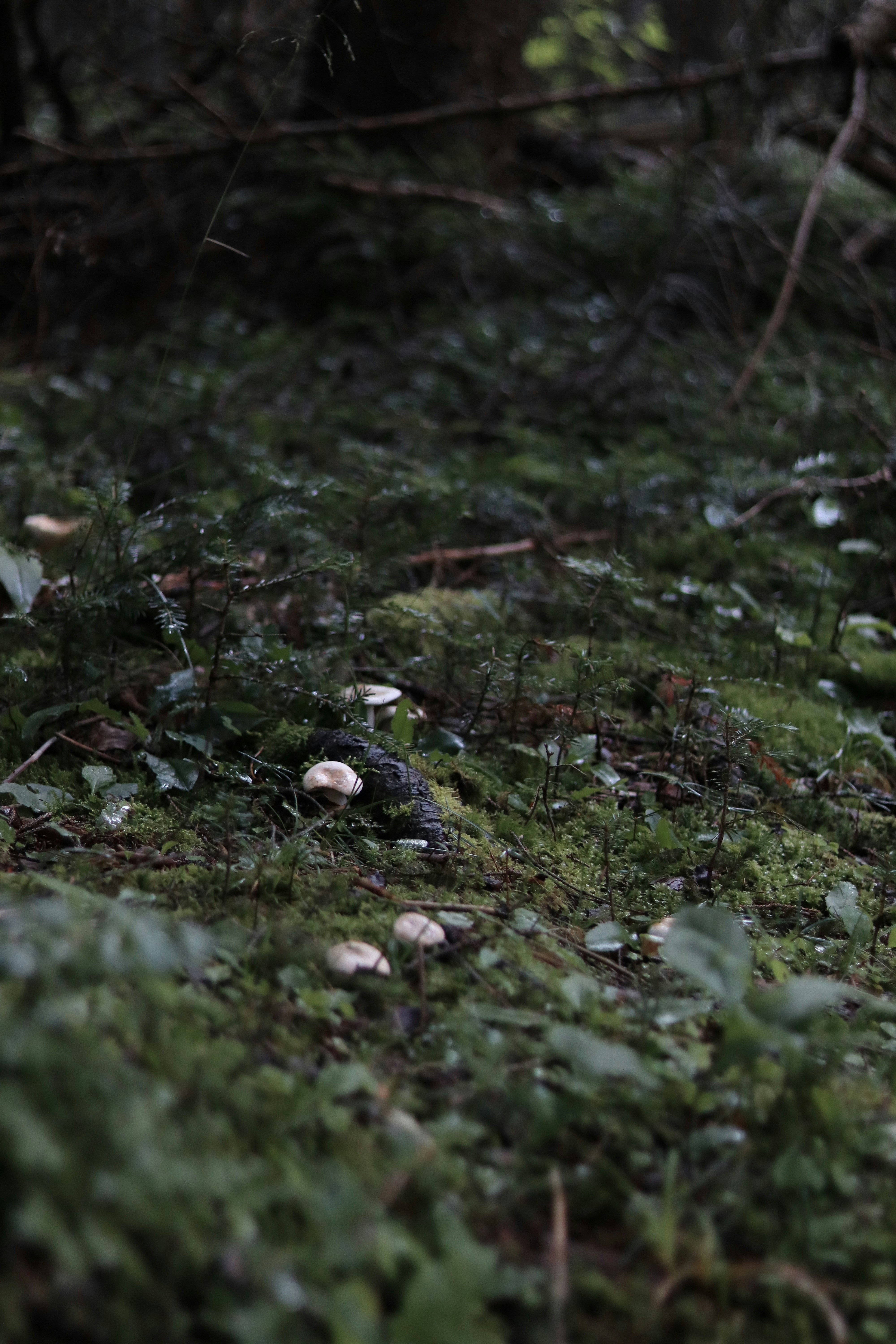 Nagano Satoyama Mushroom Picking