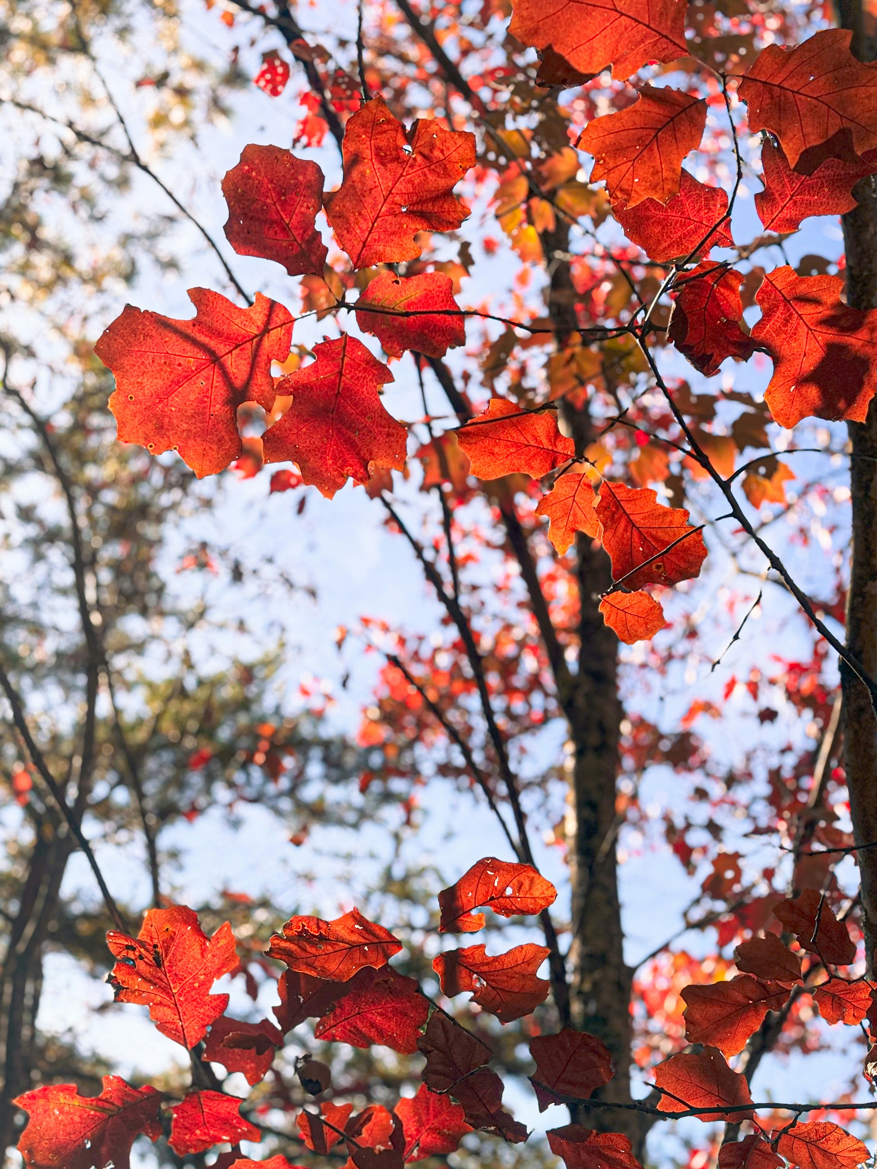Red leaves on a tree in the fall