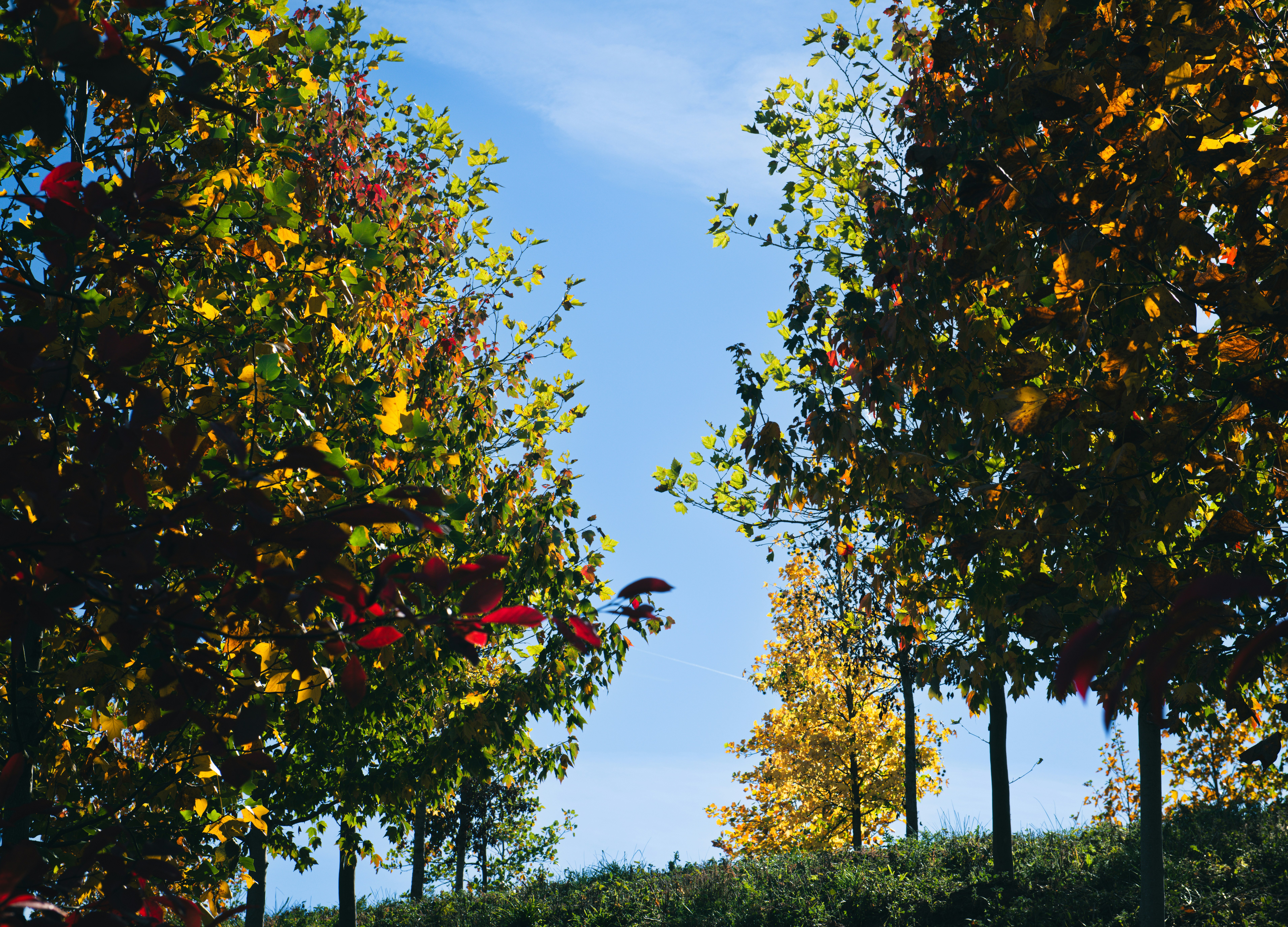 Image by Srini Somanchi via Unsplash