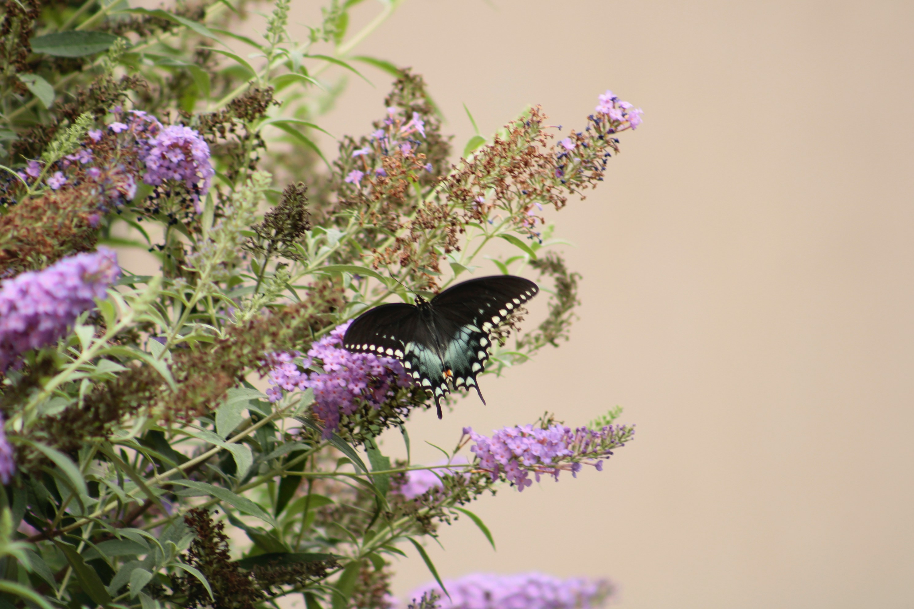 Photo by lisa_duqlaw