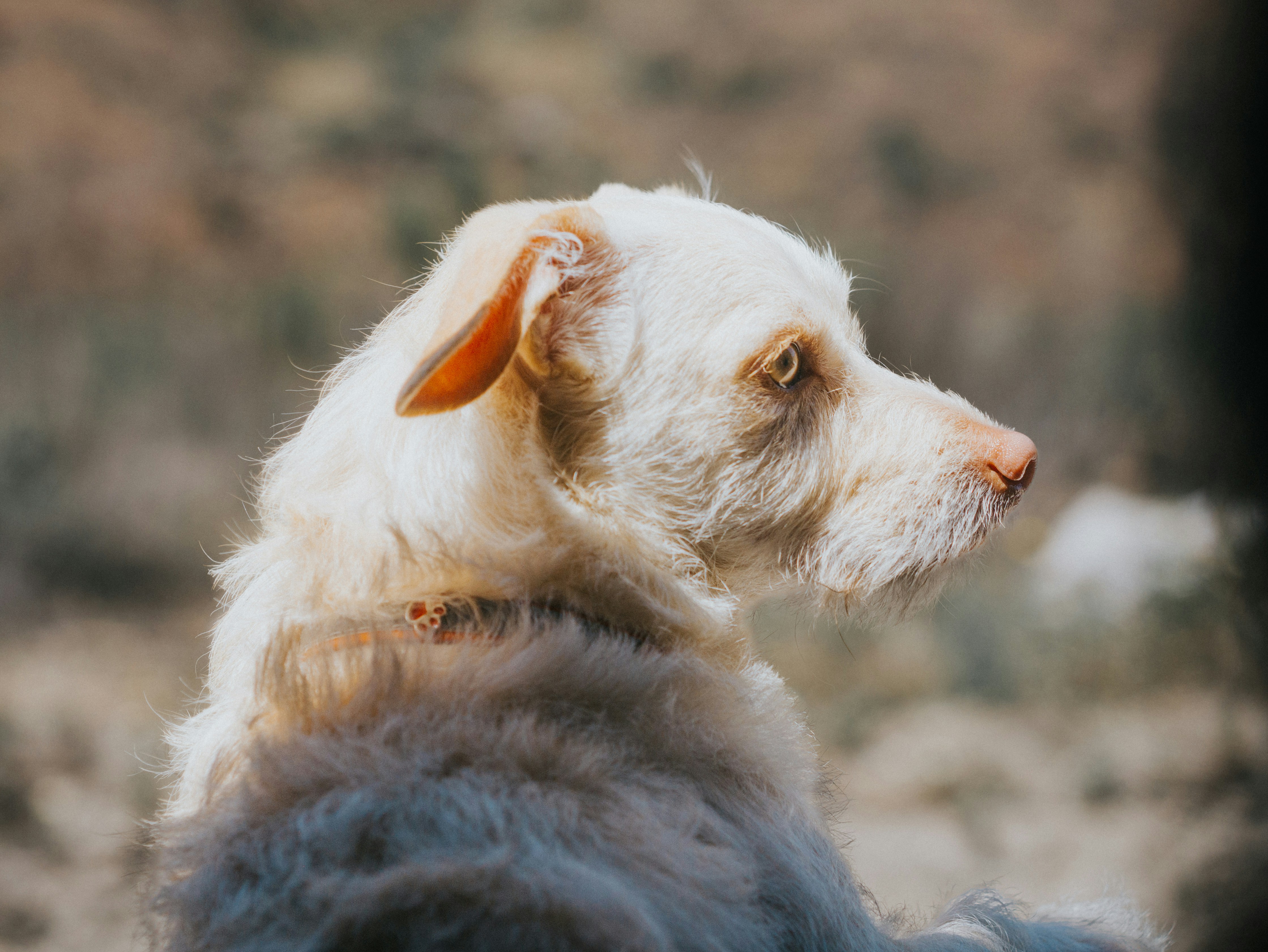 Un perro blanco sentado en la cima de un campo de tierra