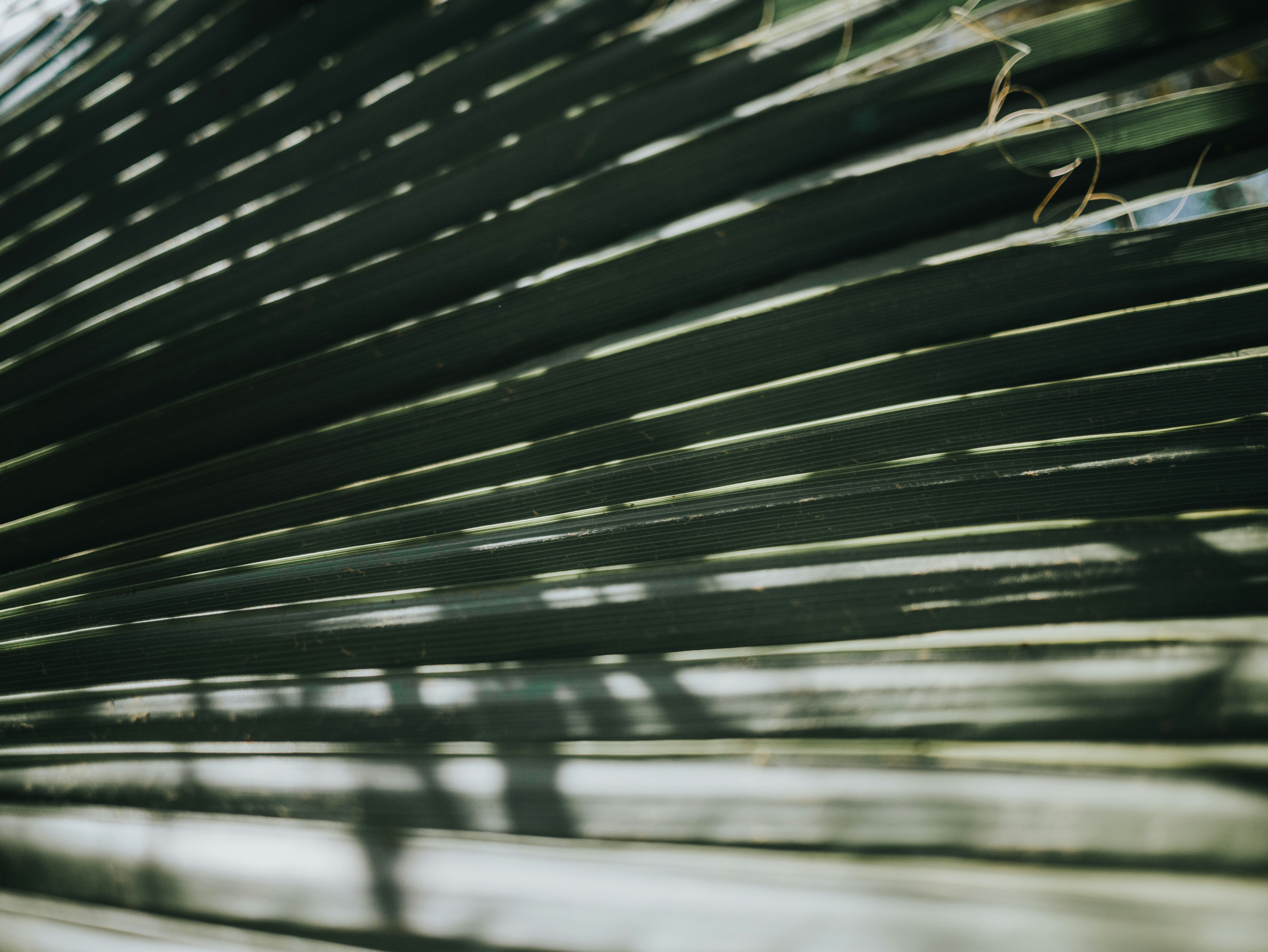 Photo by candegrapher