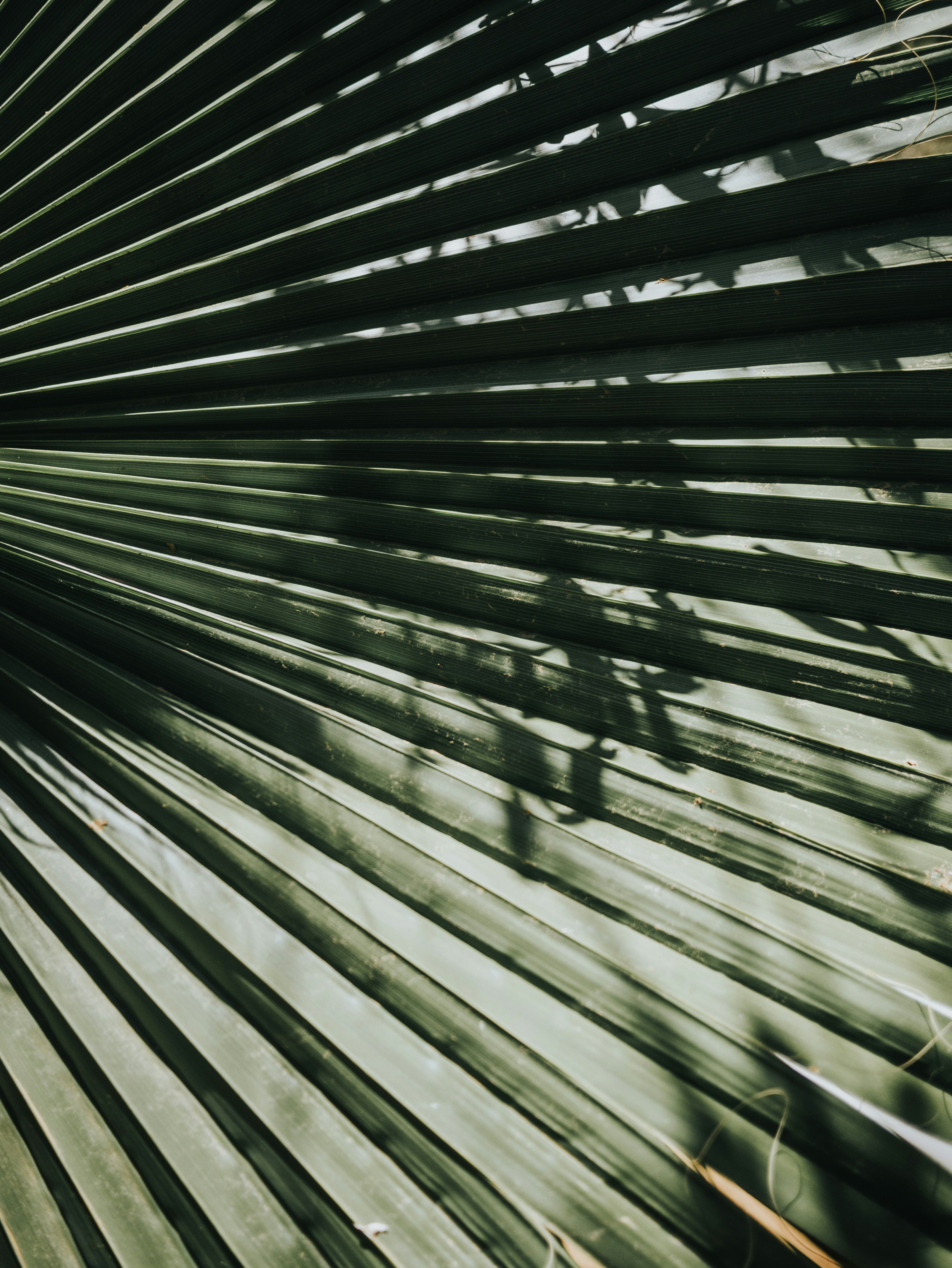 Photo by candegrapher