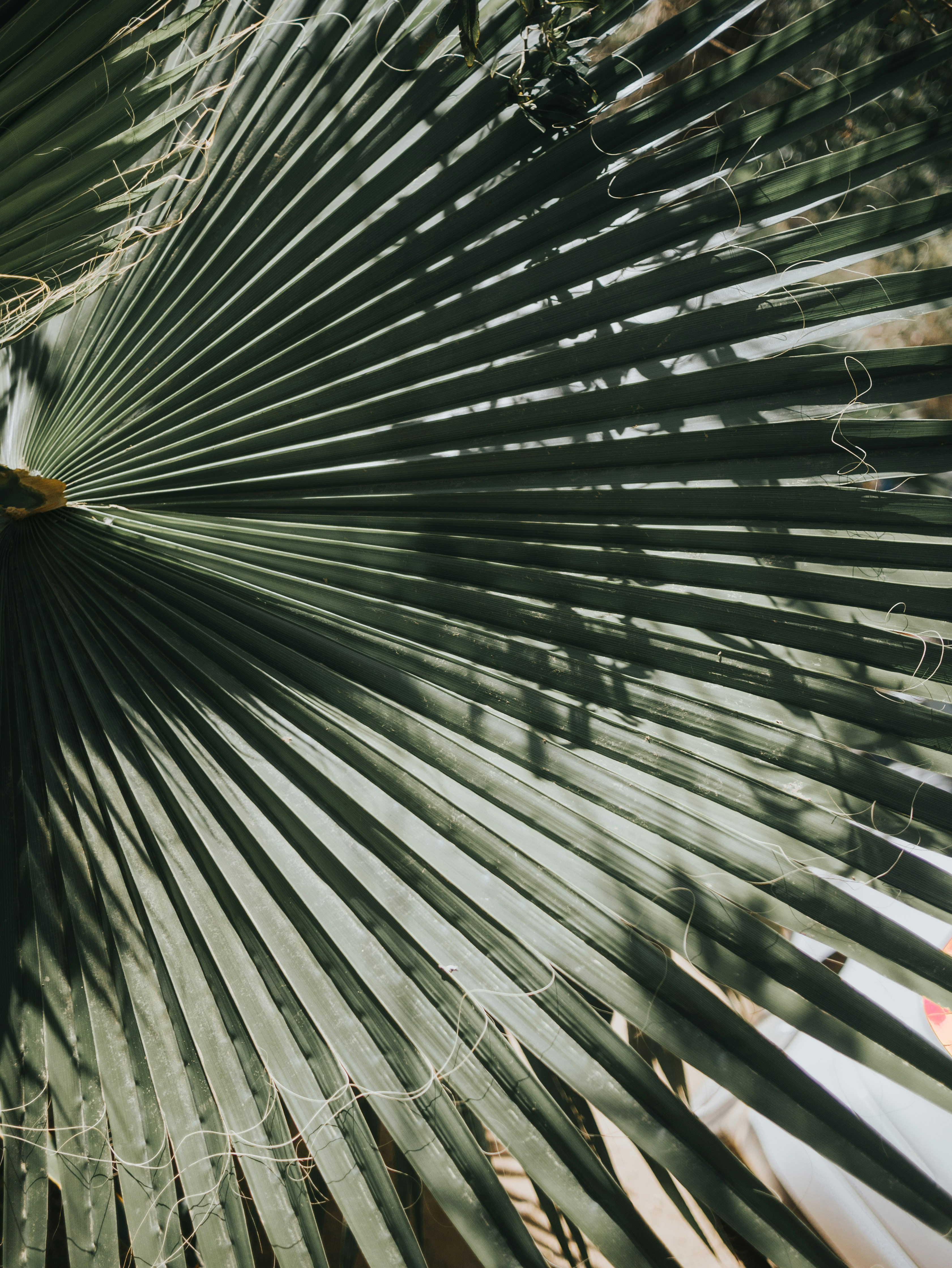 Photo by candegrapher