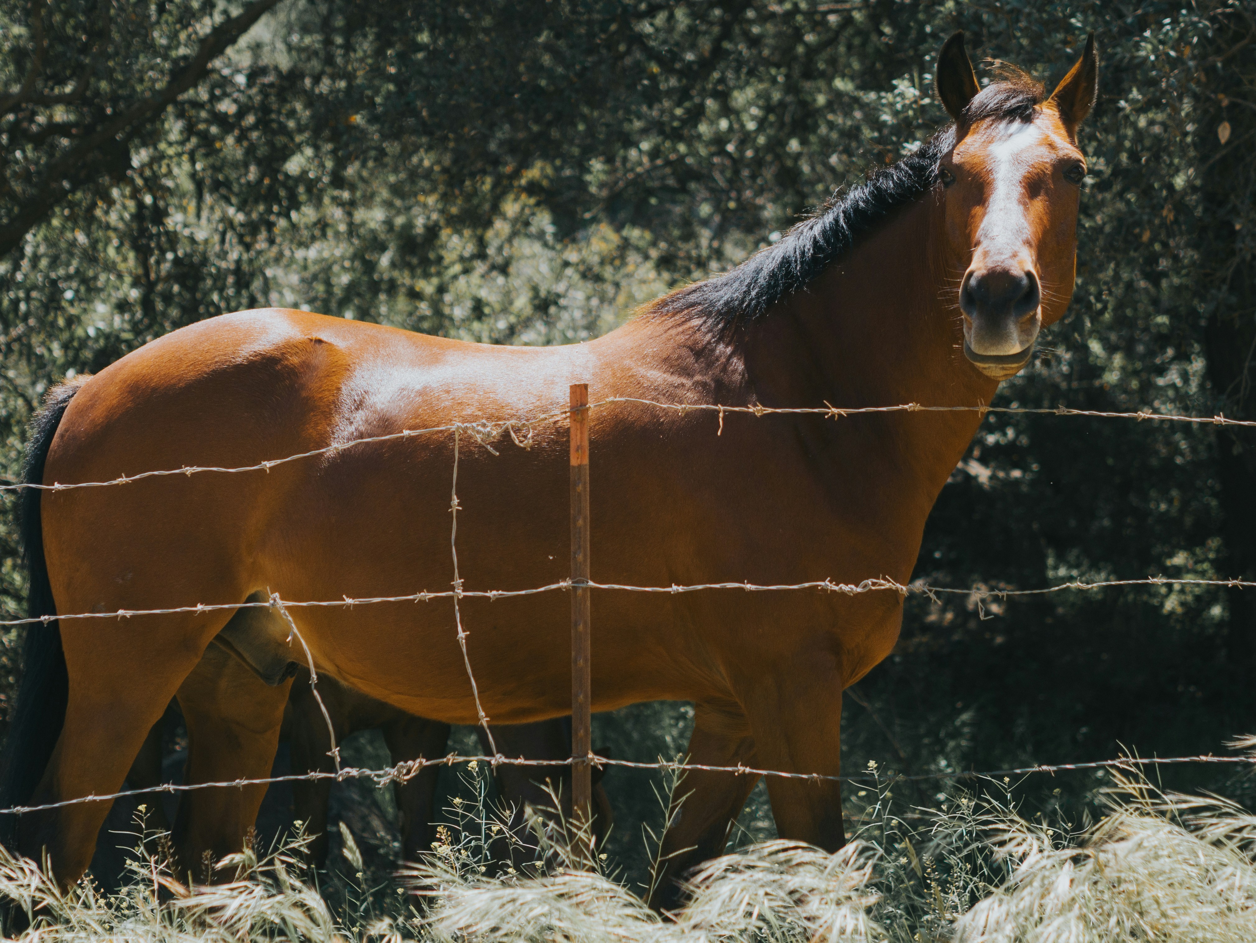 A brown horse standing behind a wire fence